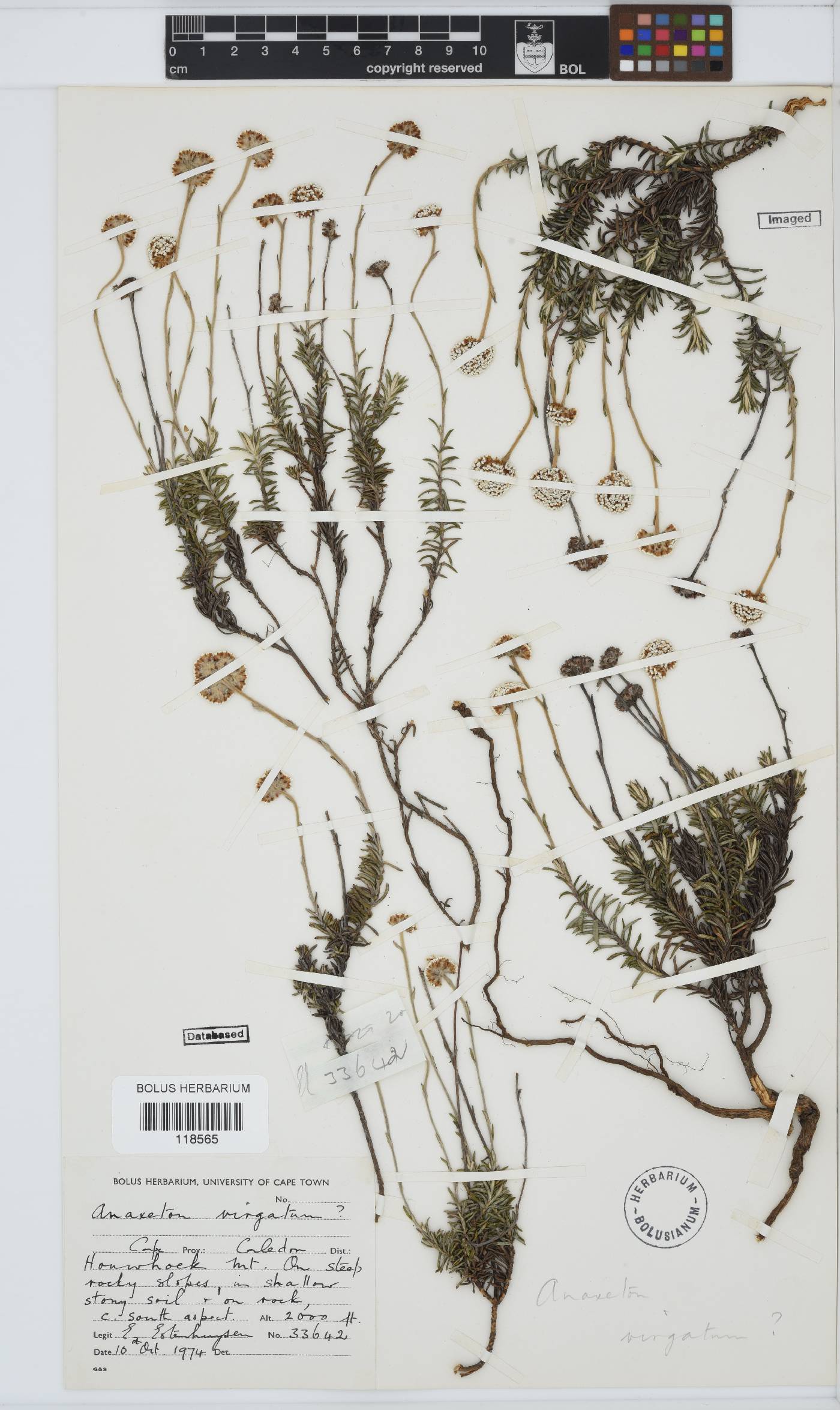 Anaxeton virgatum image
