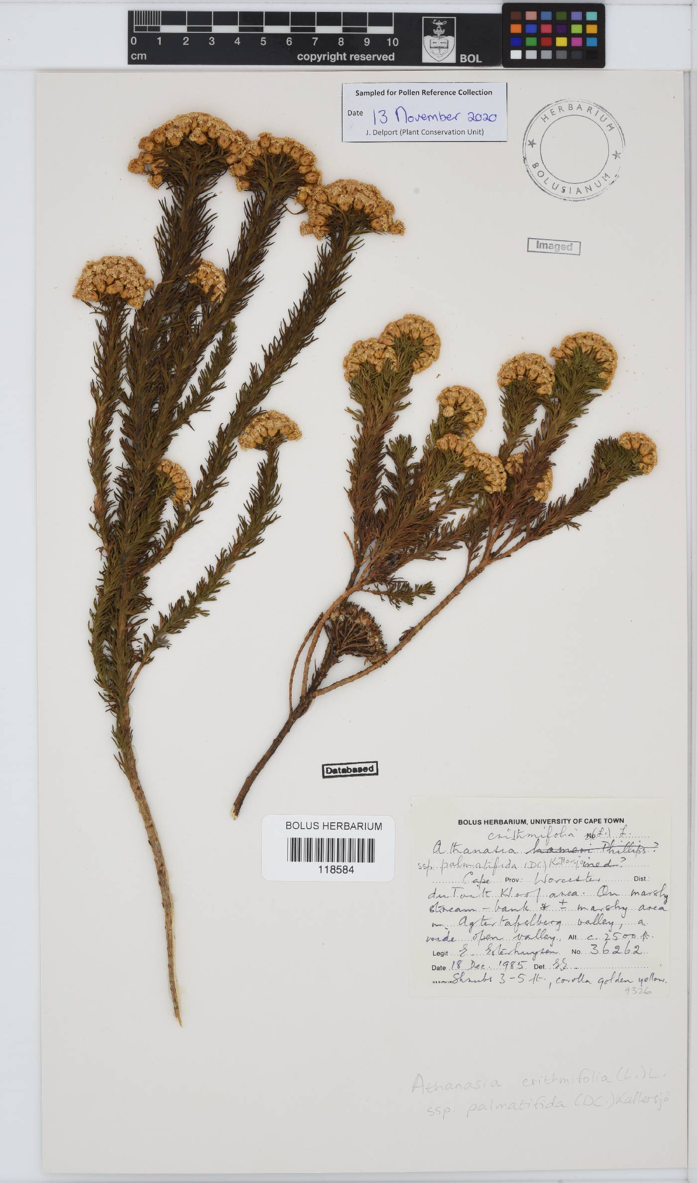 Athanasia crithmifolia subsp. palmatifida image