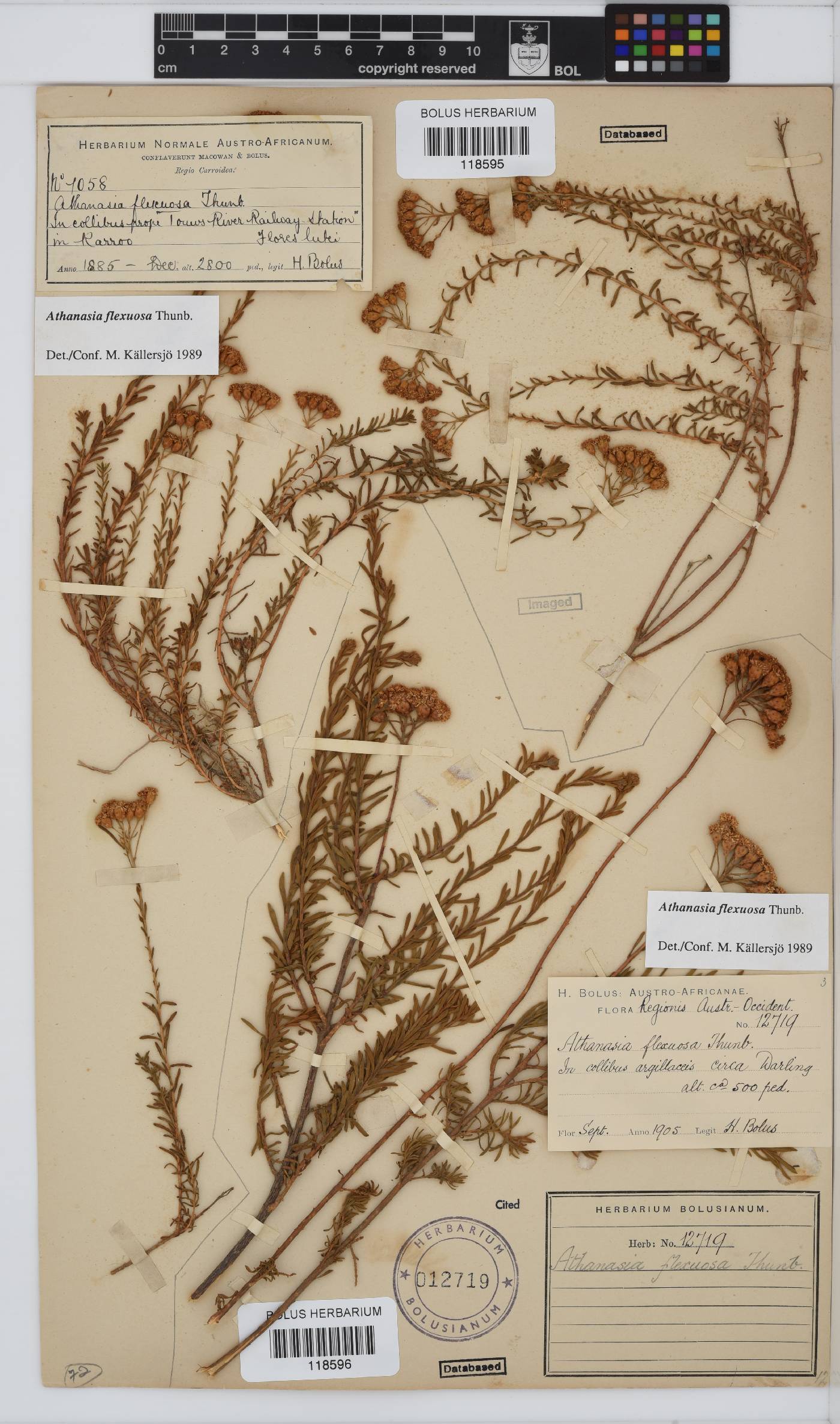 Athanasia flexuosa image