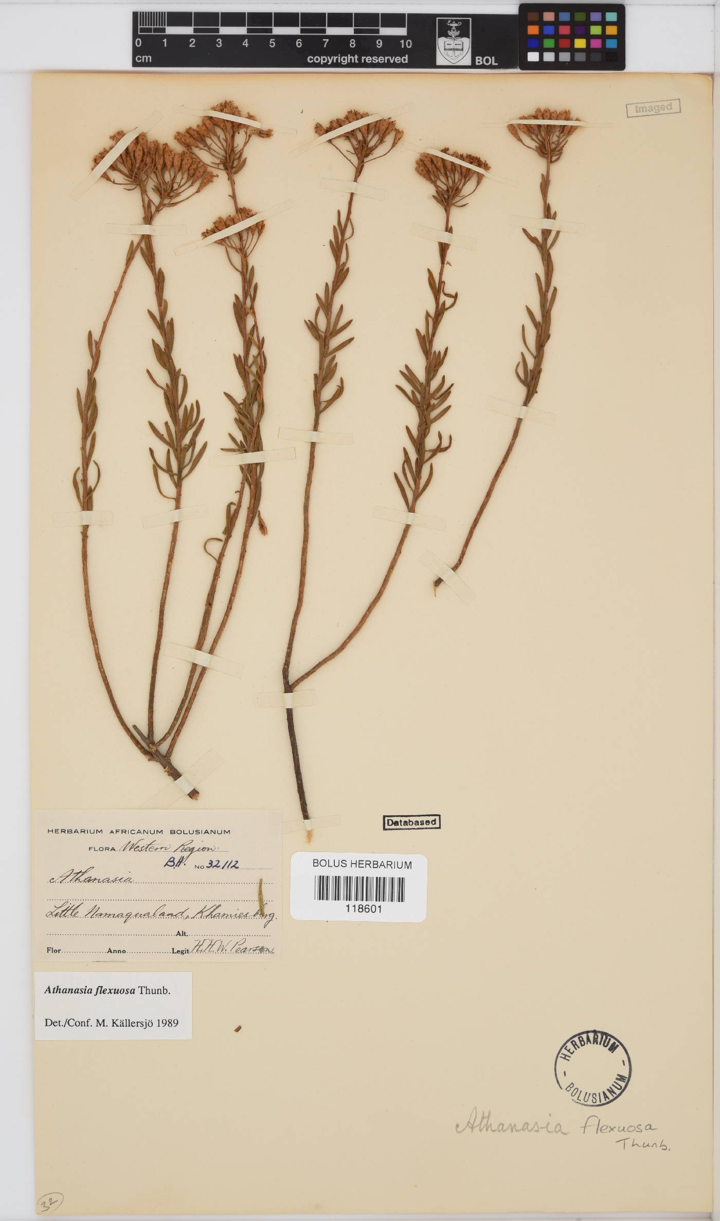 Athanasia flexuosa image