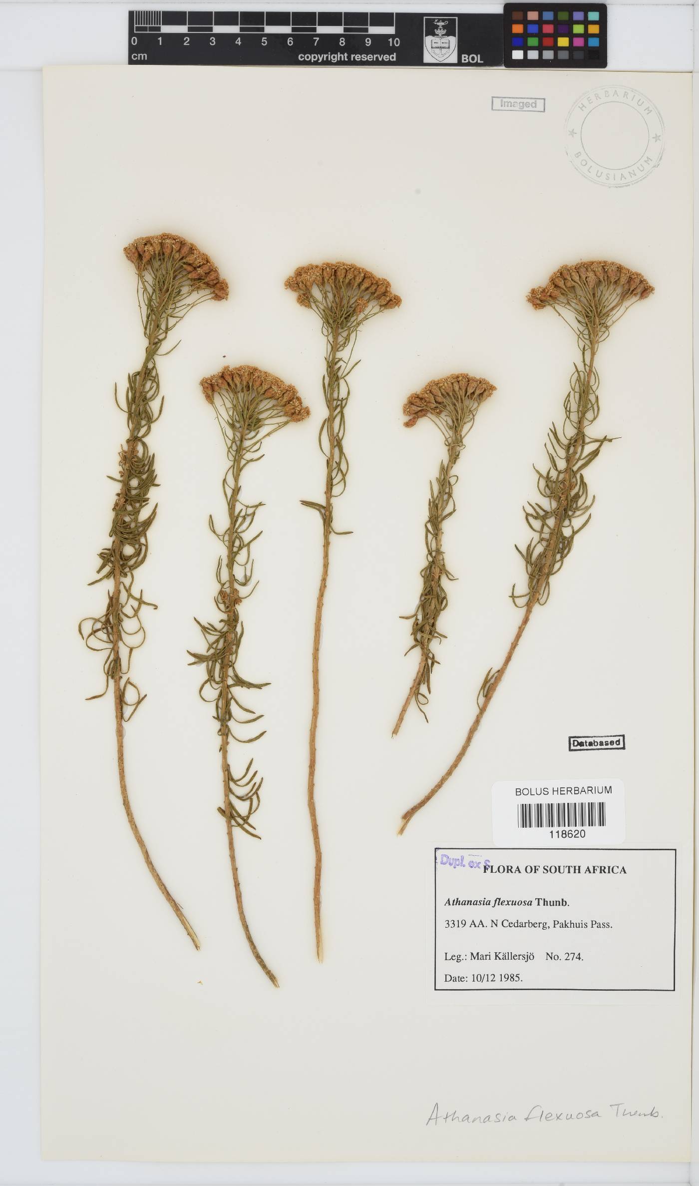 Athanasia flexuosa image