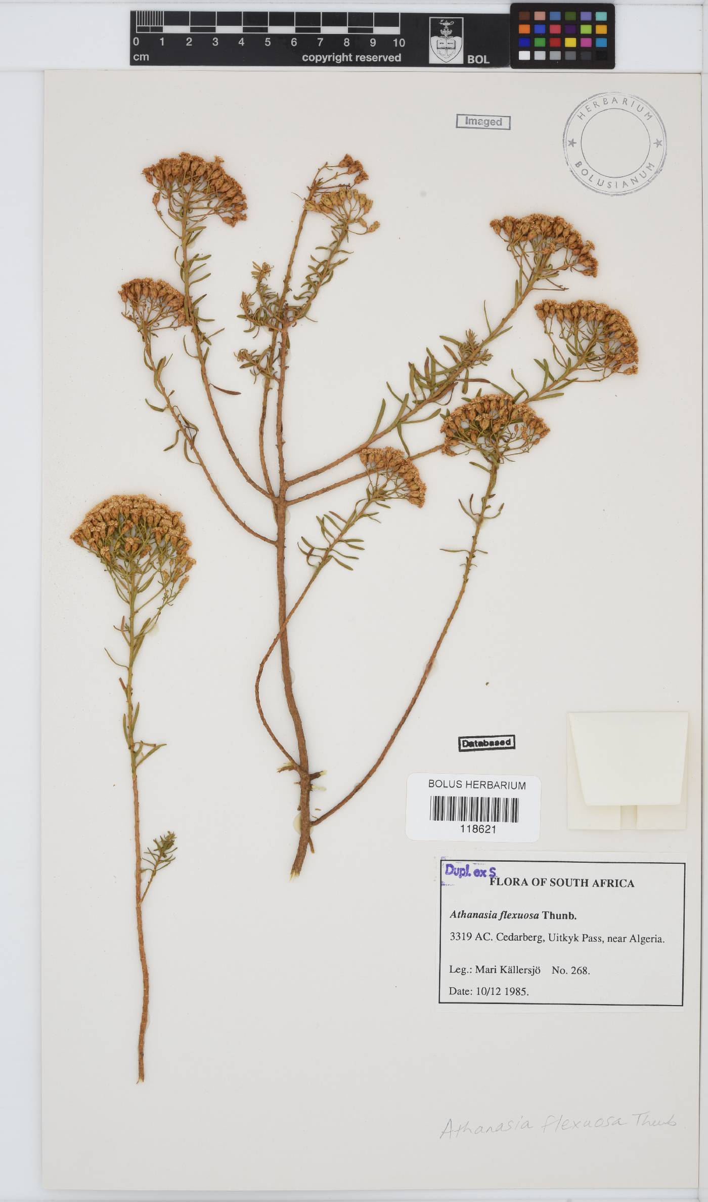 Athanasia flexuosa image