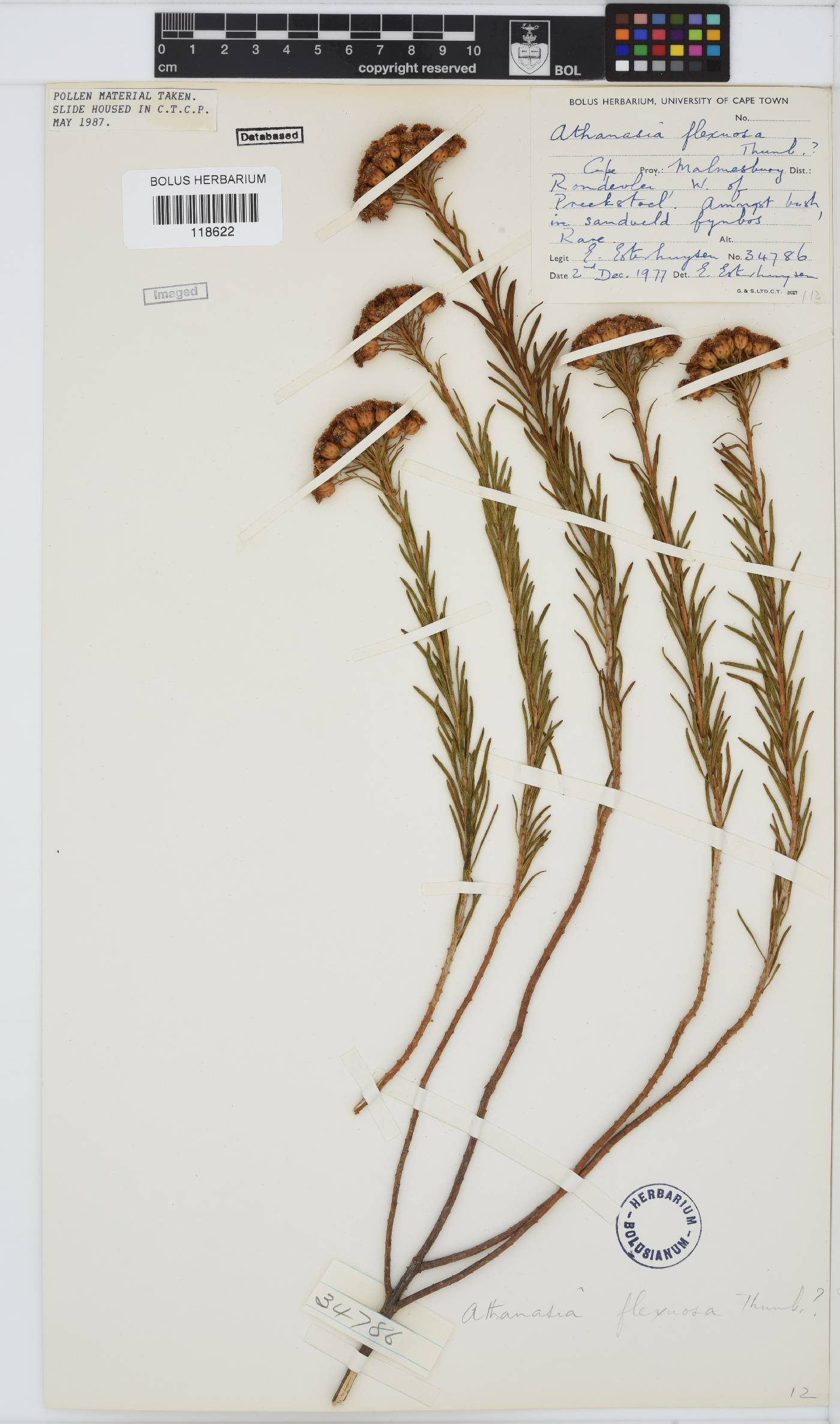 Athanasia flexuosa image