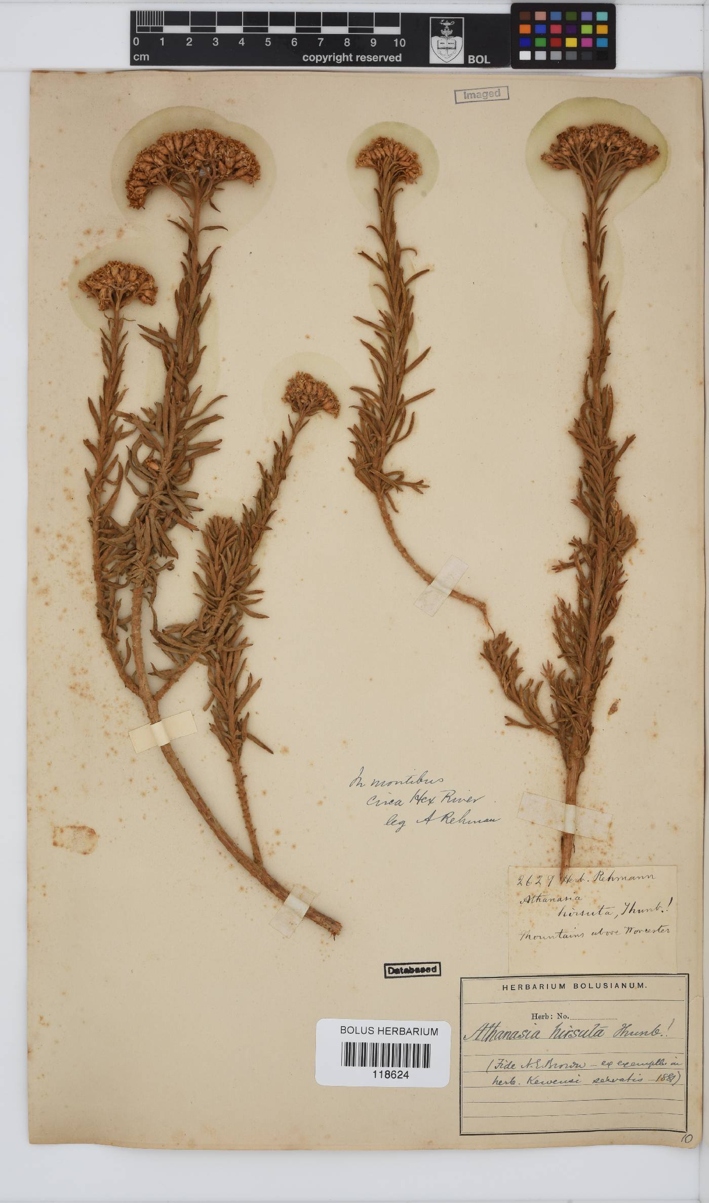 Athanasia flexuosa image