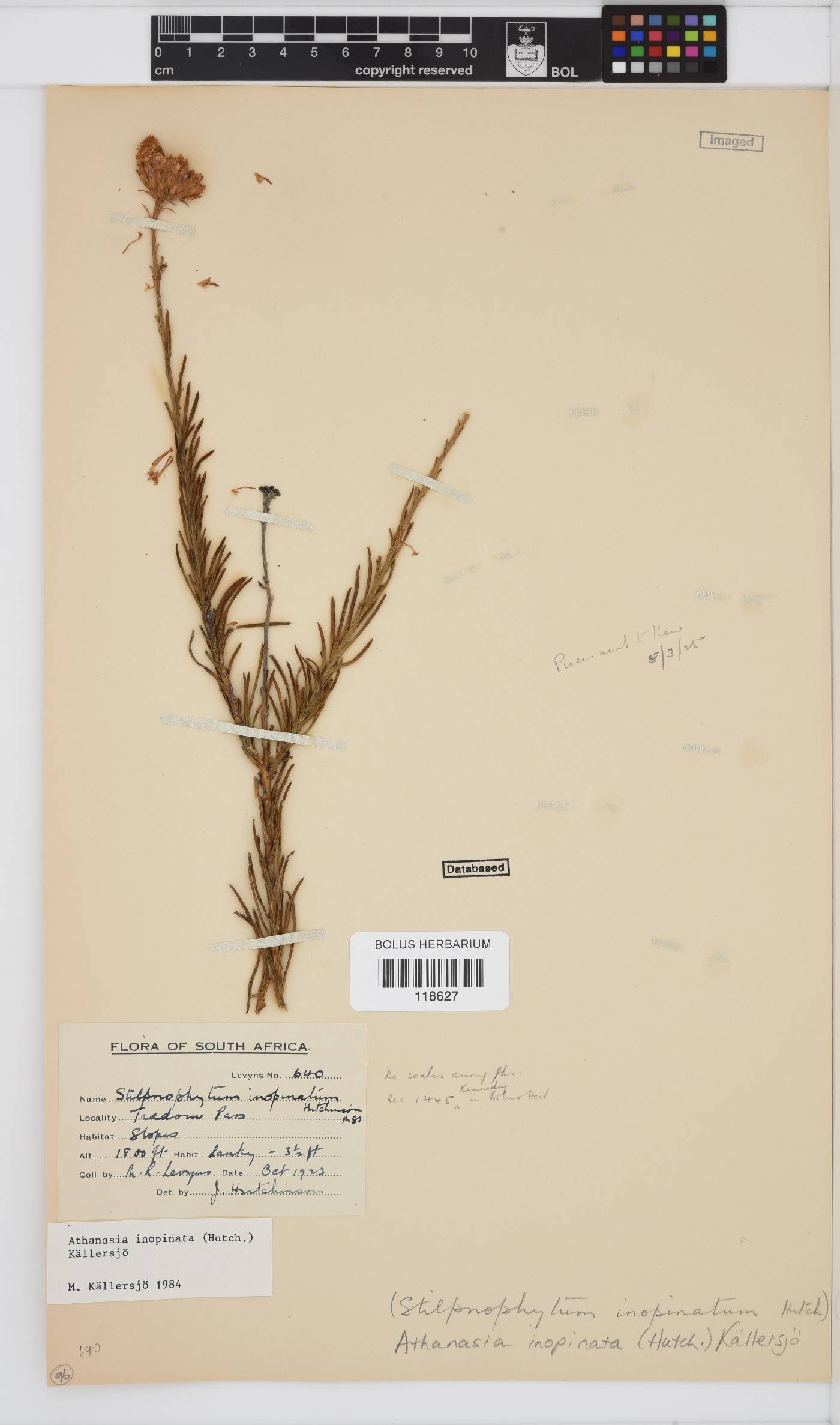 Athanasia inopinata image