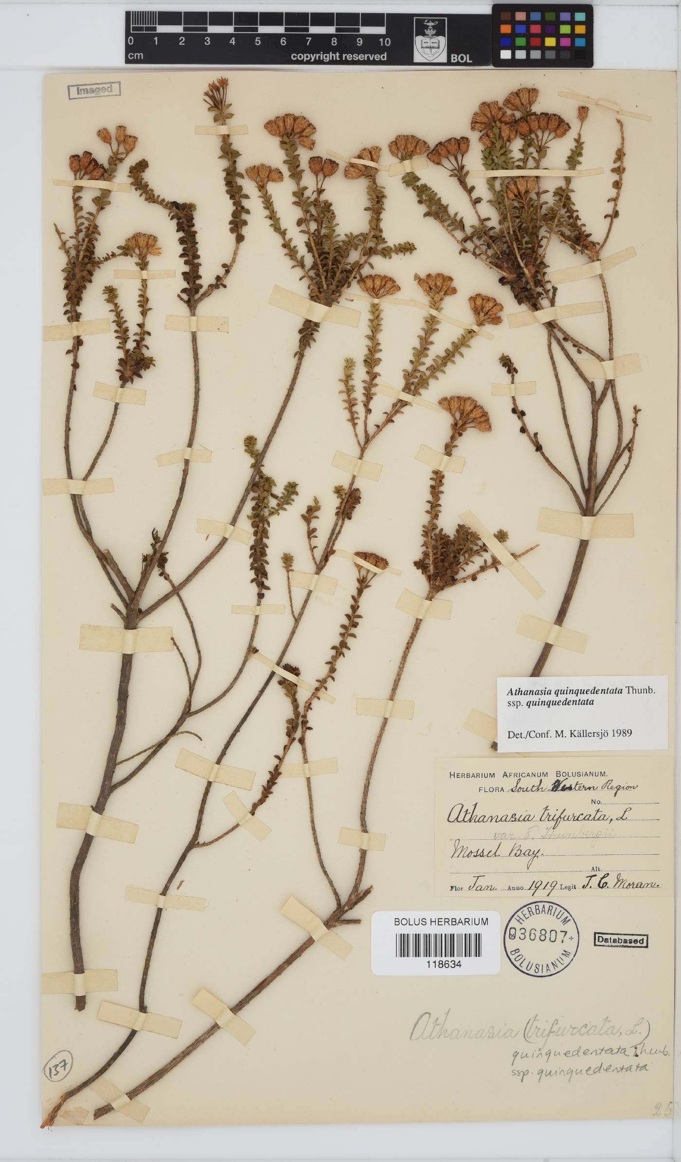 Athanasia quinquedentata subsp. quinquedentata image