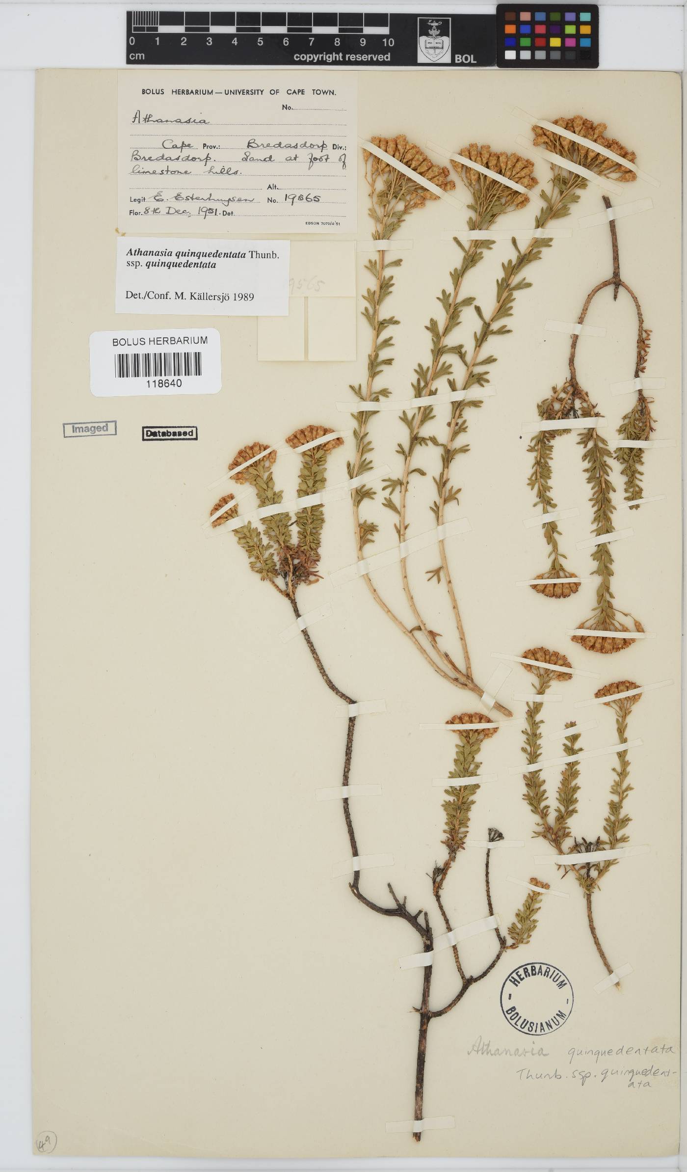 Athanasia quinquedentata image