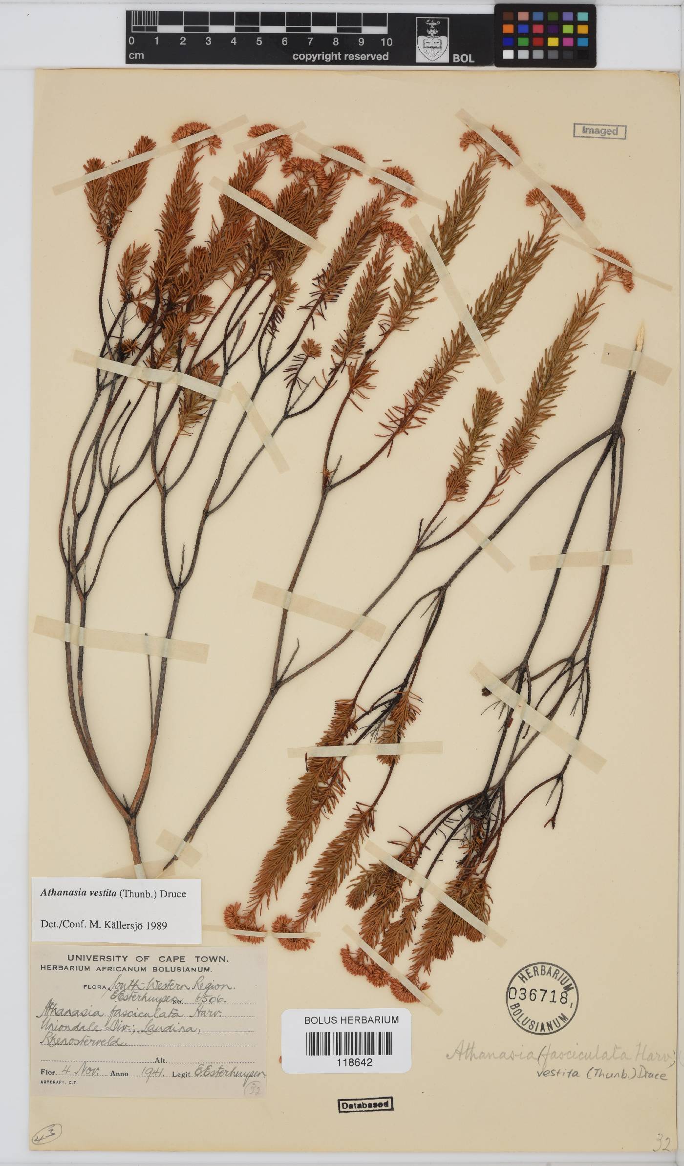 Athanasia quinquedentata subsp. quinquedentata image
