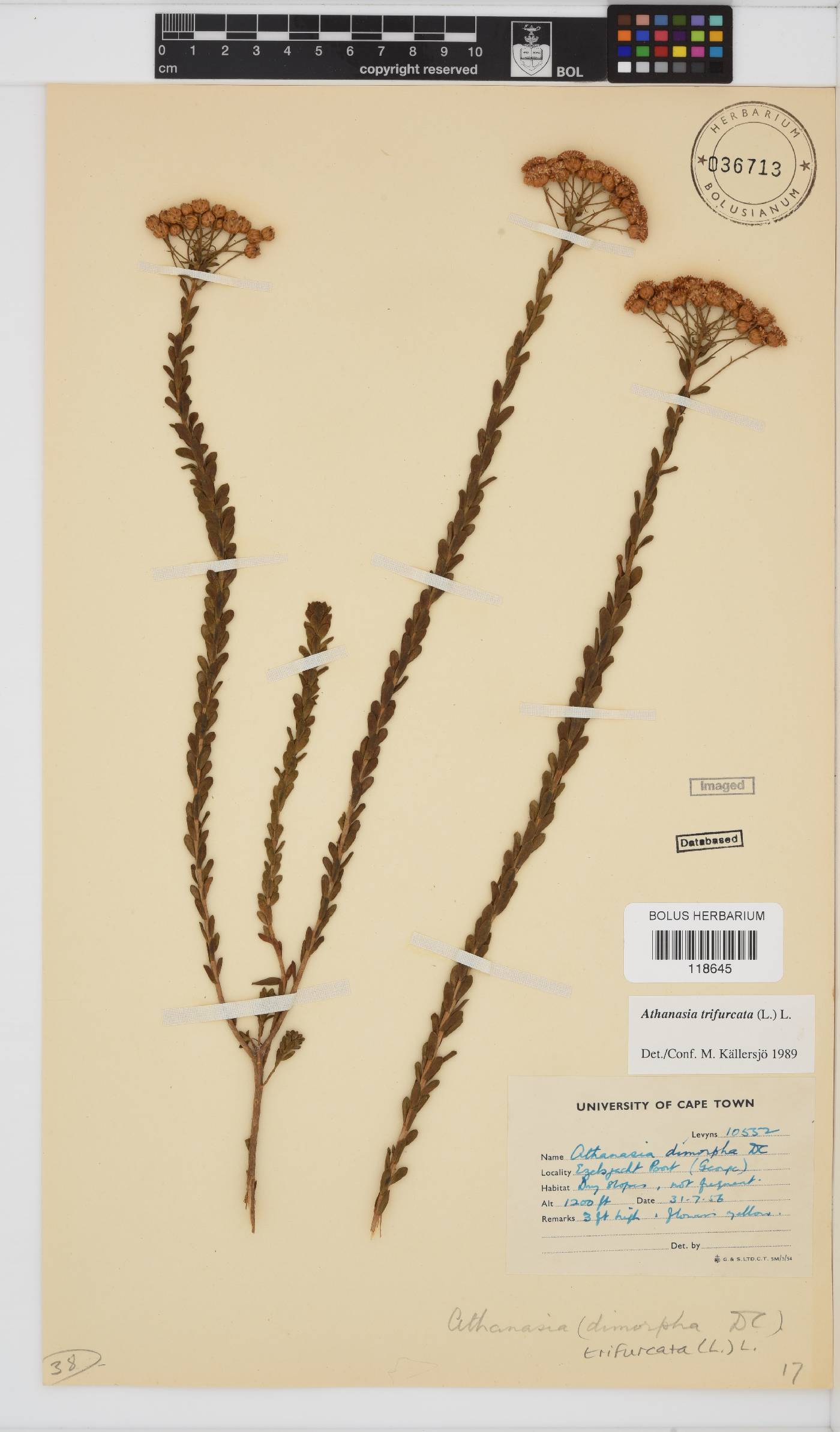 Athanasia quinquedentata subsp. quinquedentata image