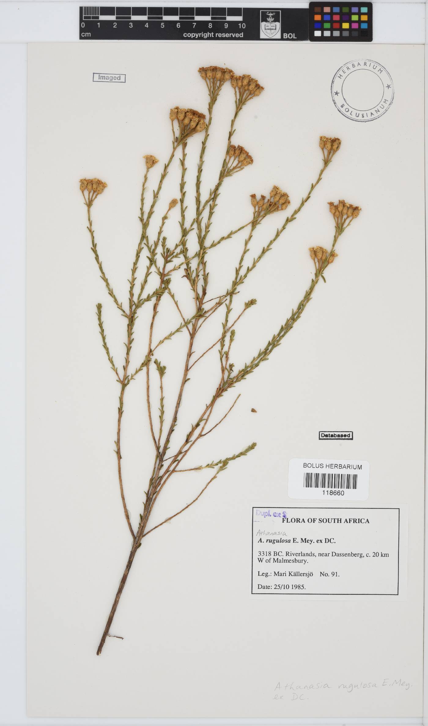 Athanasia rugulosa image