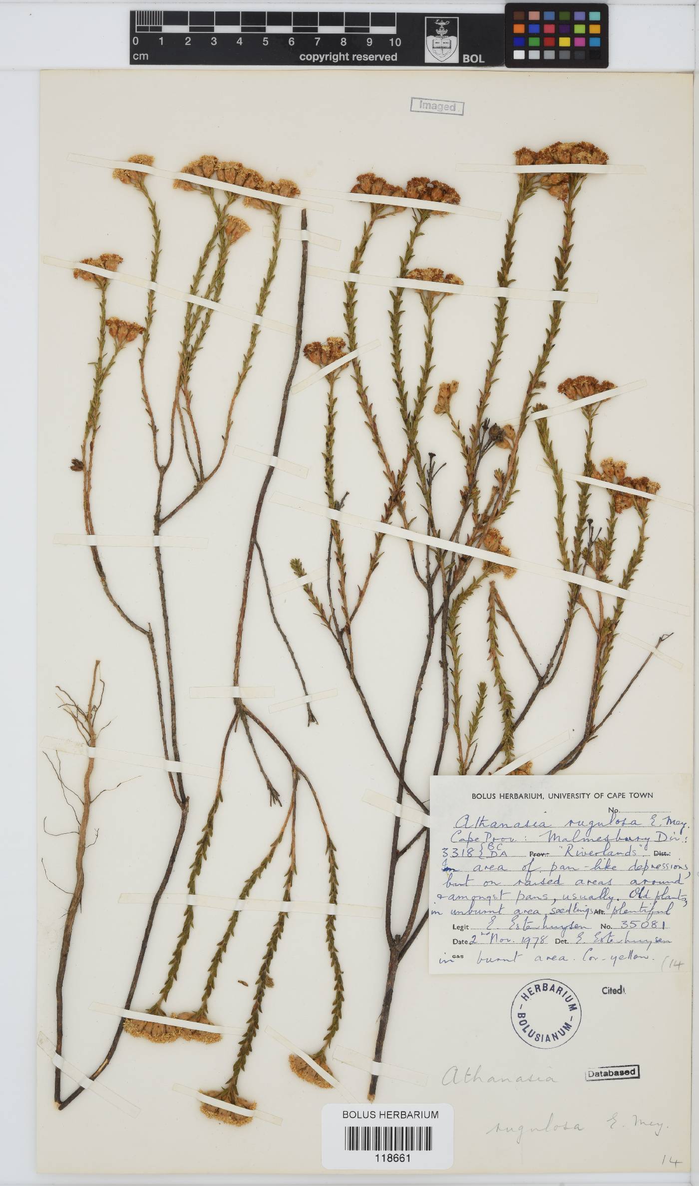 Athanasia rugulosa image