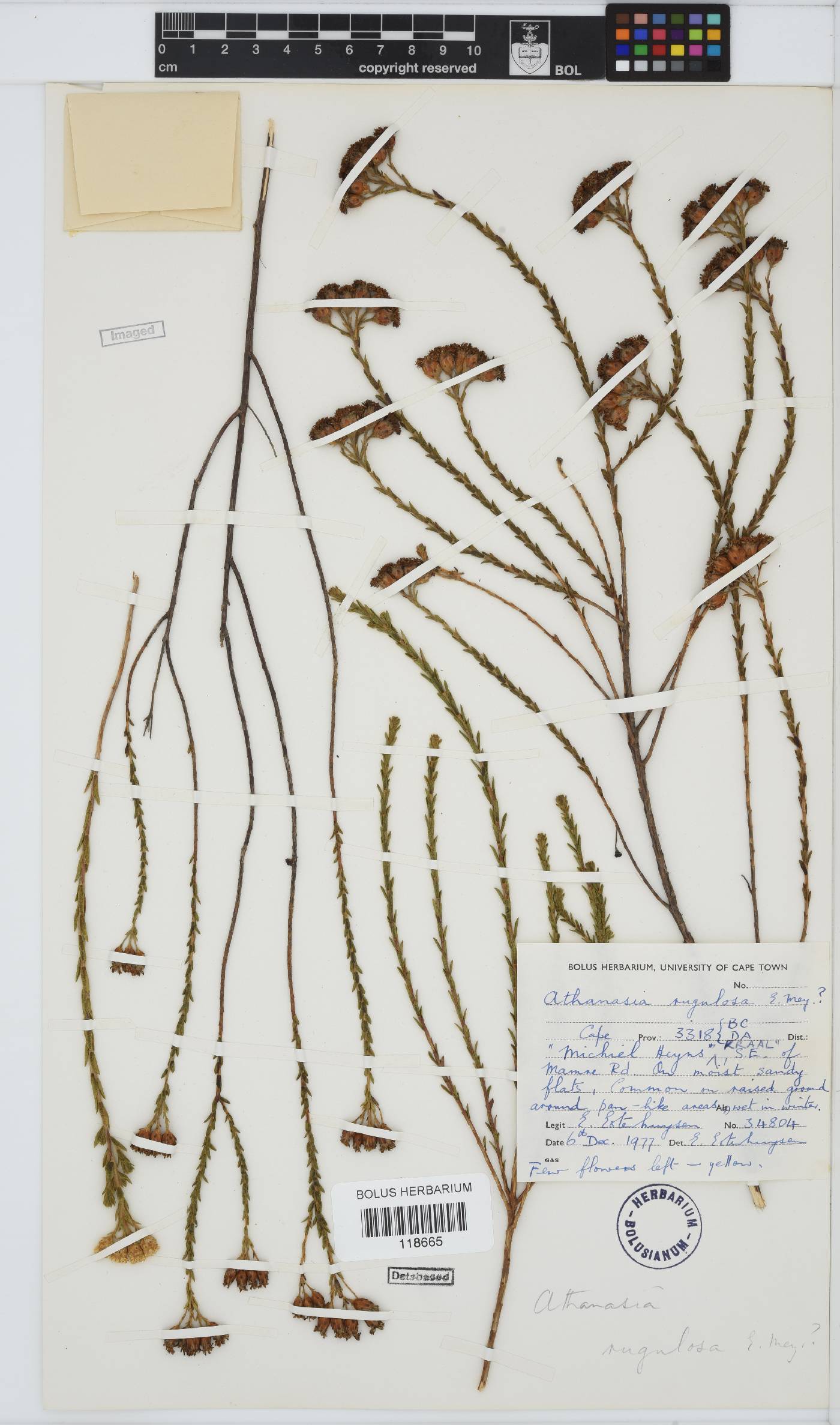 Athanasia rugulosa image