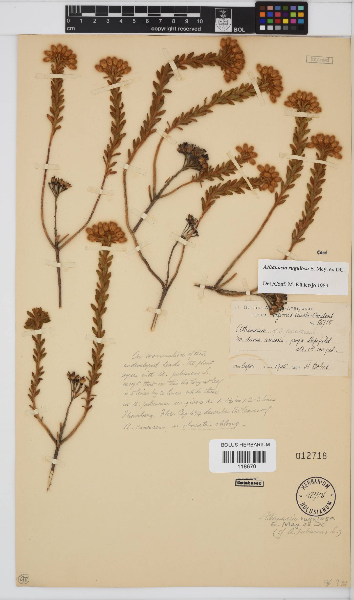 Athanasia rugulosa image