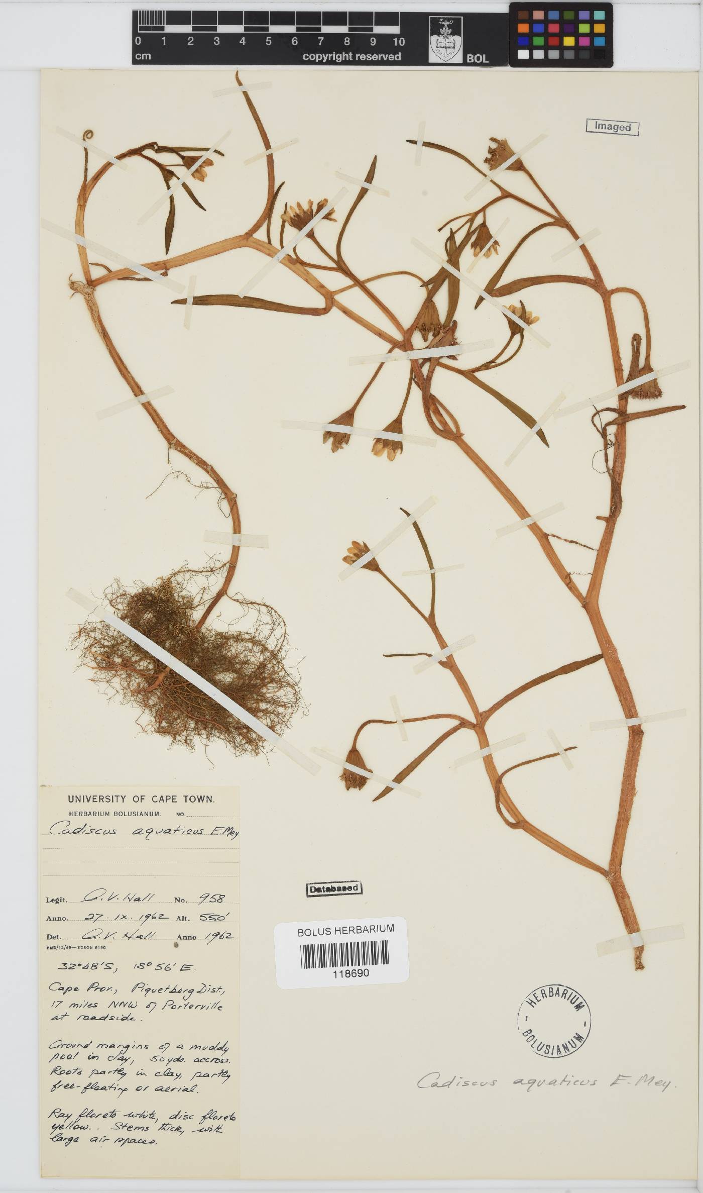 Senecio cadiscus image