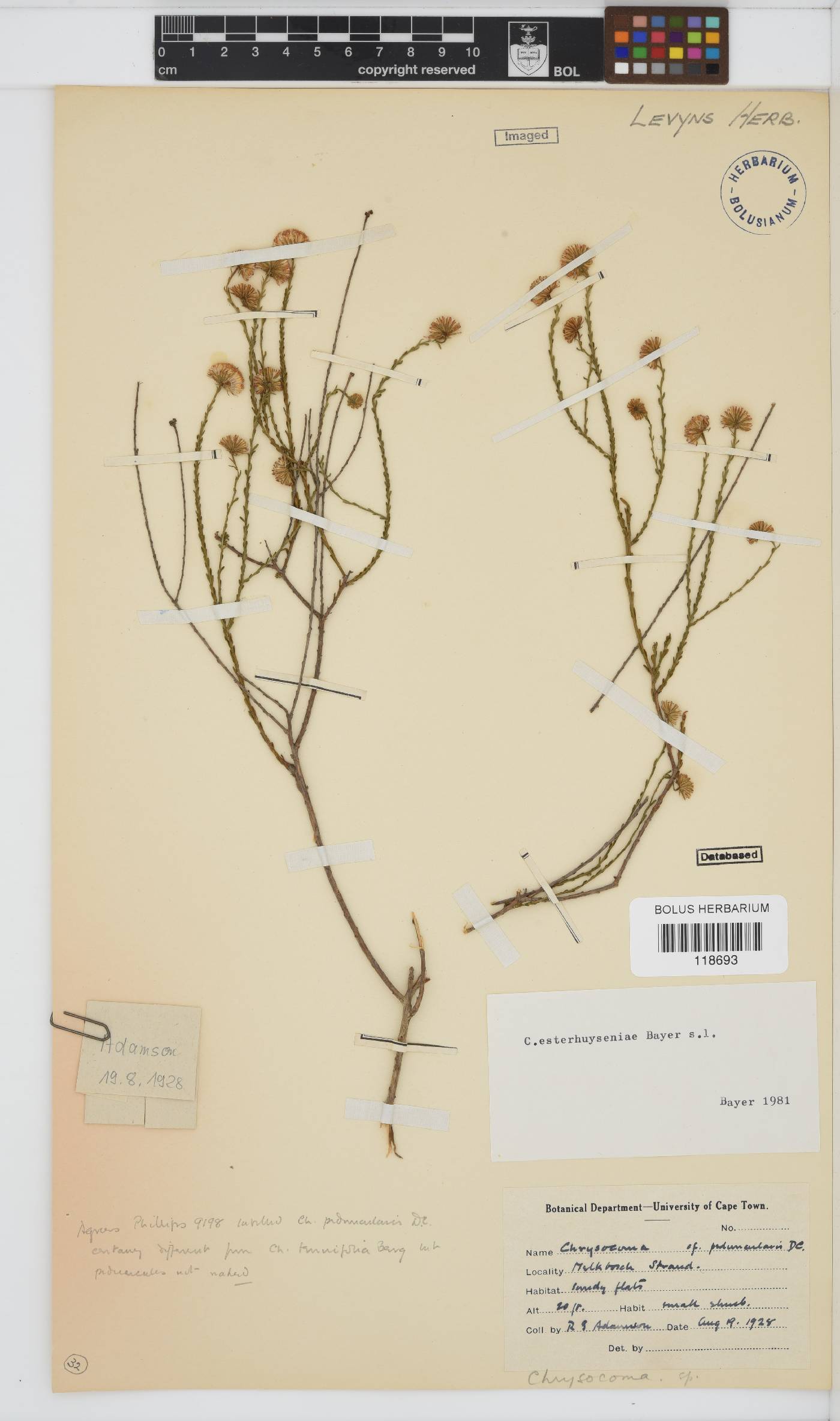 Chrysocoma esterhuyseniae image