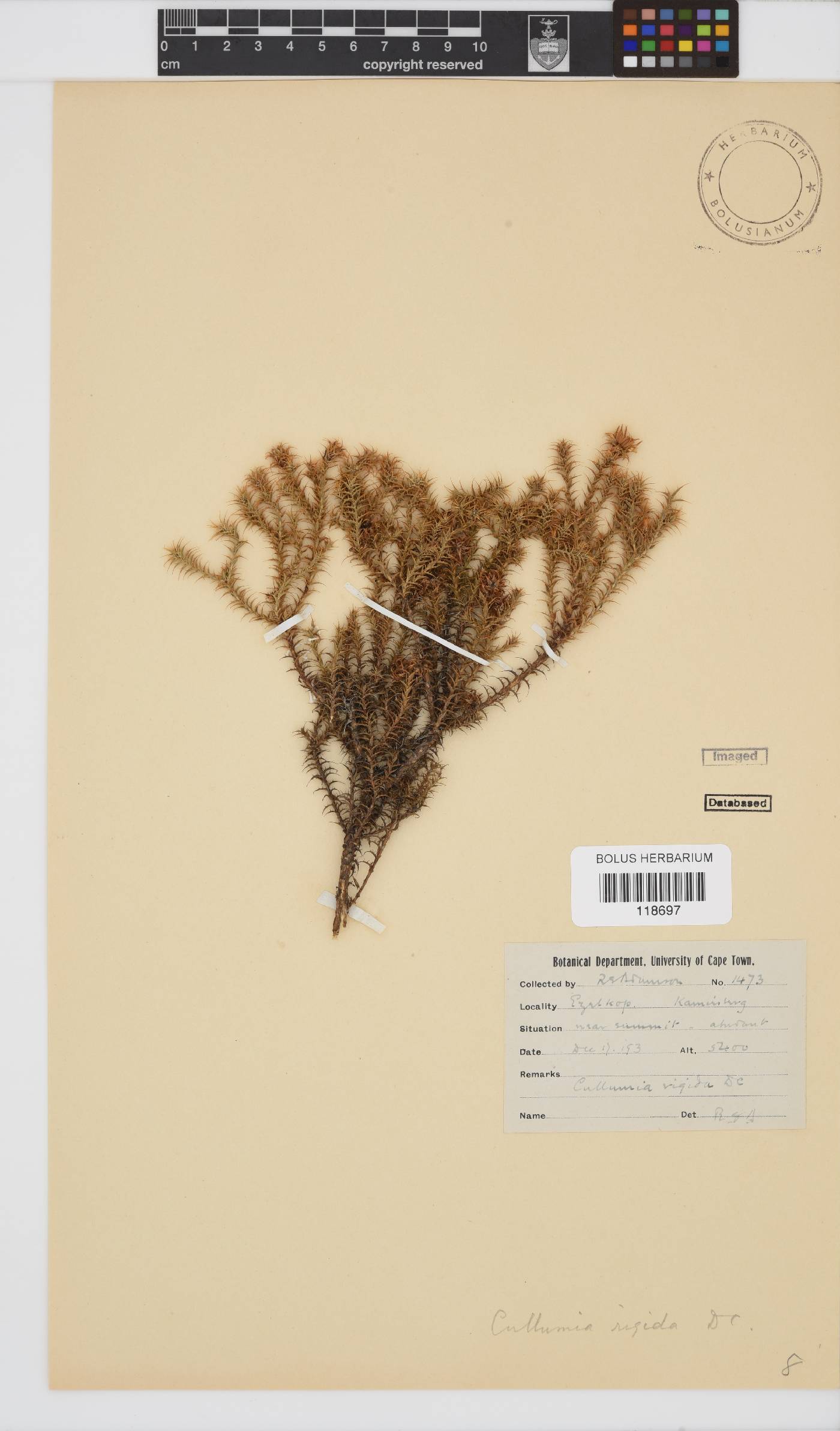 Cullumia rigida image