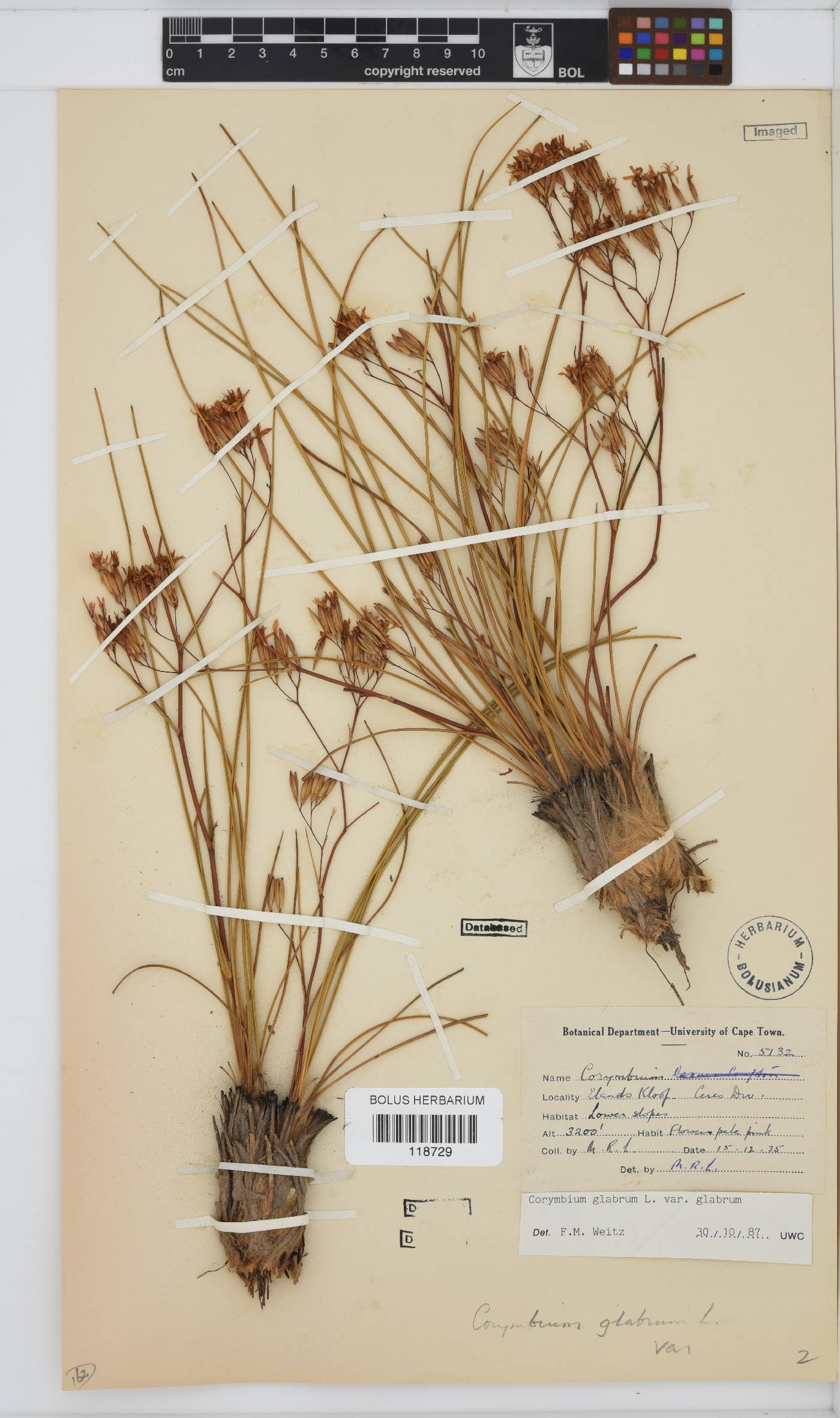 Corymbium glabrum var. glabrum image