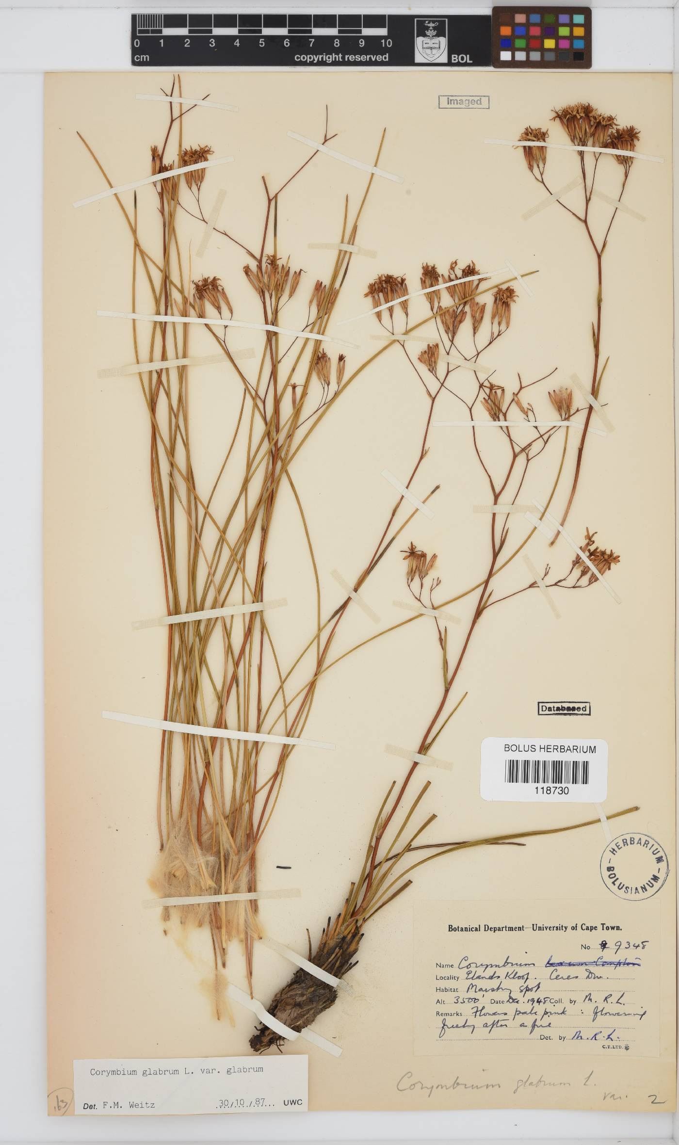 Corymbium glabrum image