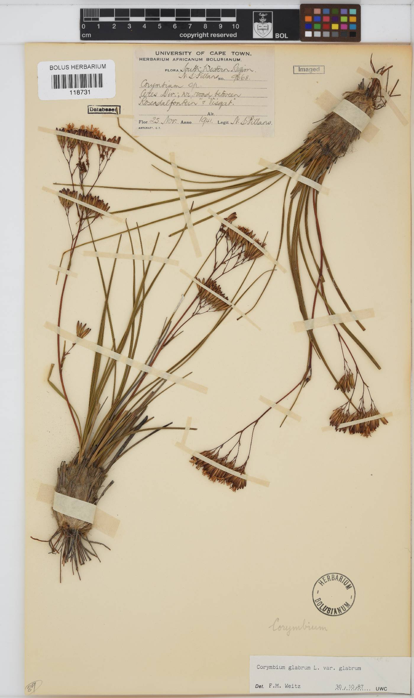 Corymbium glabrum image