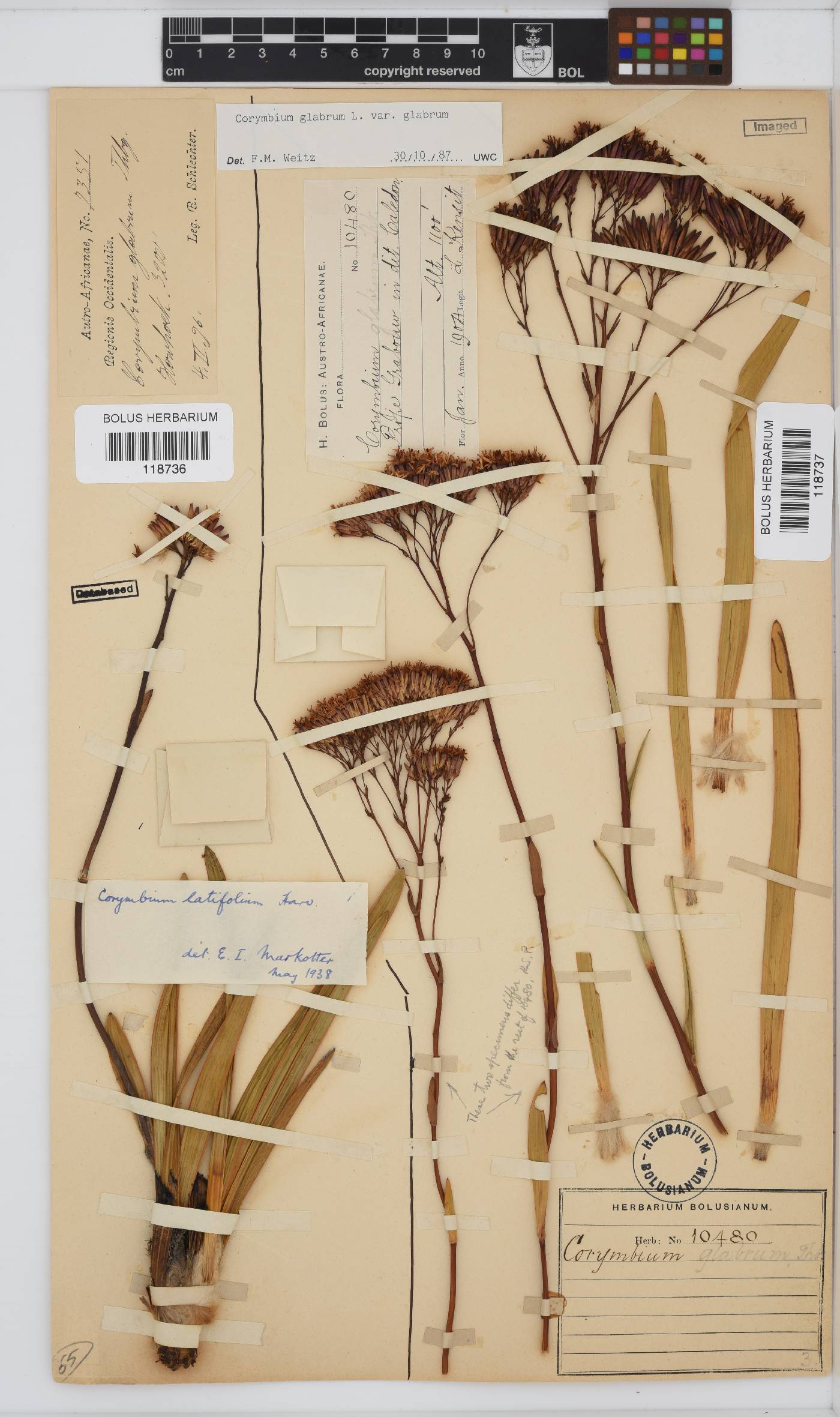 Corymbium glabrum var. glabrum image