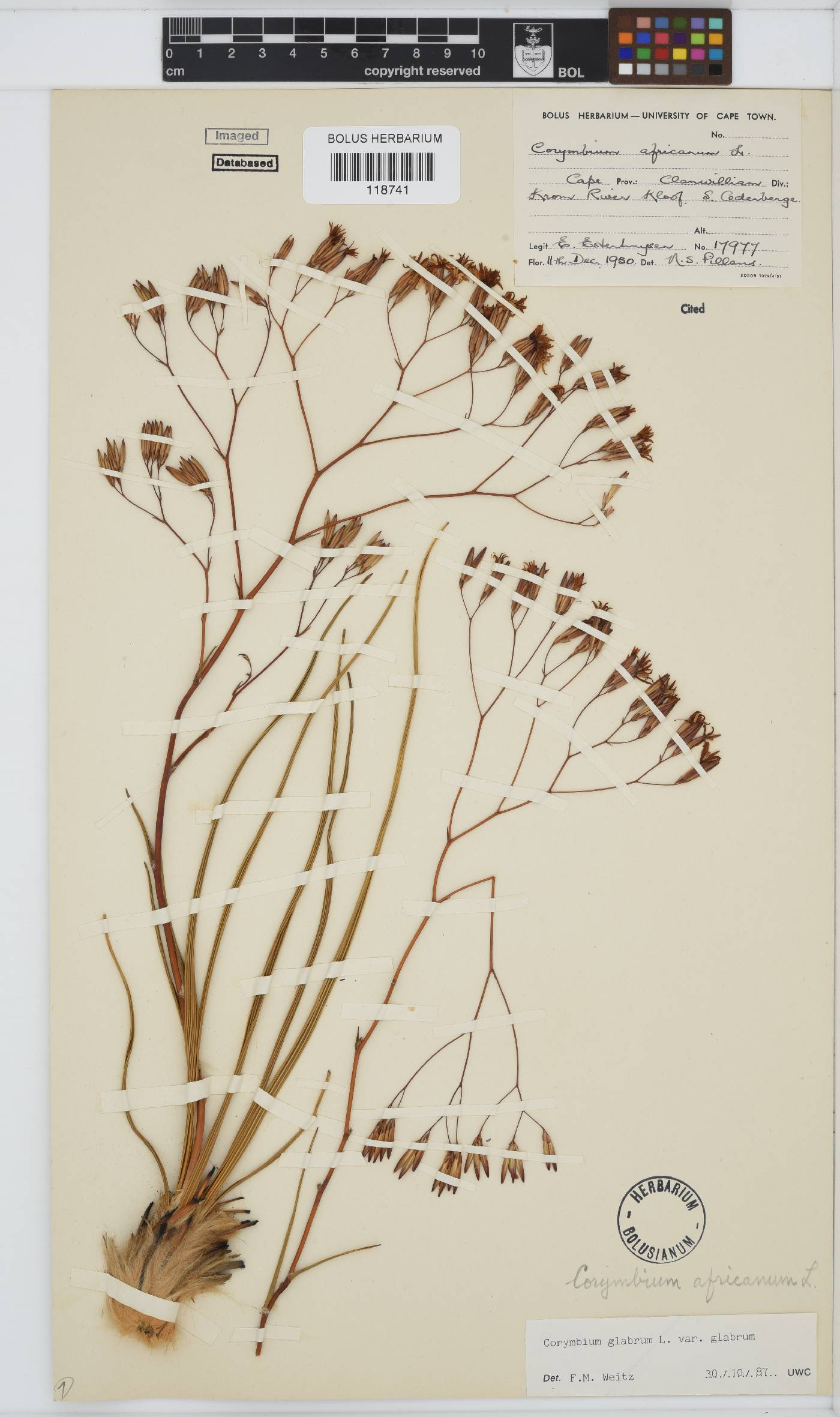 Corymbium glabrum var. glabrum image