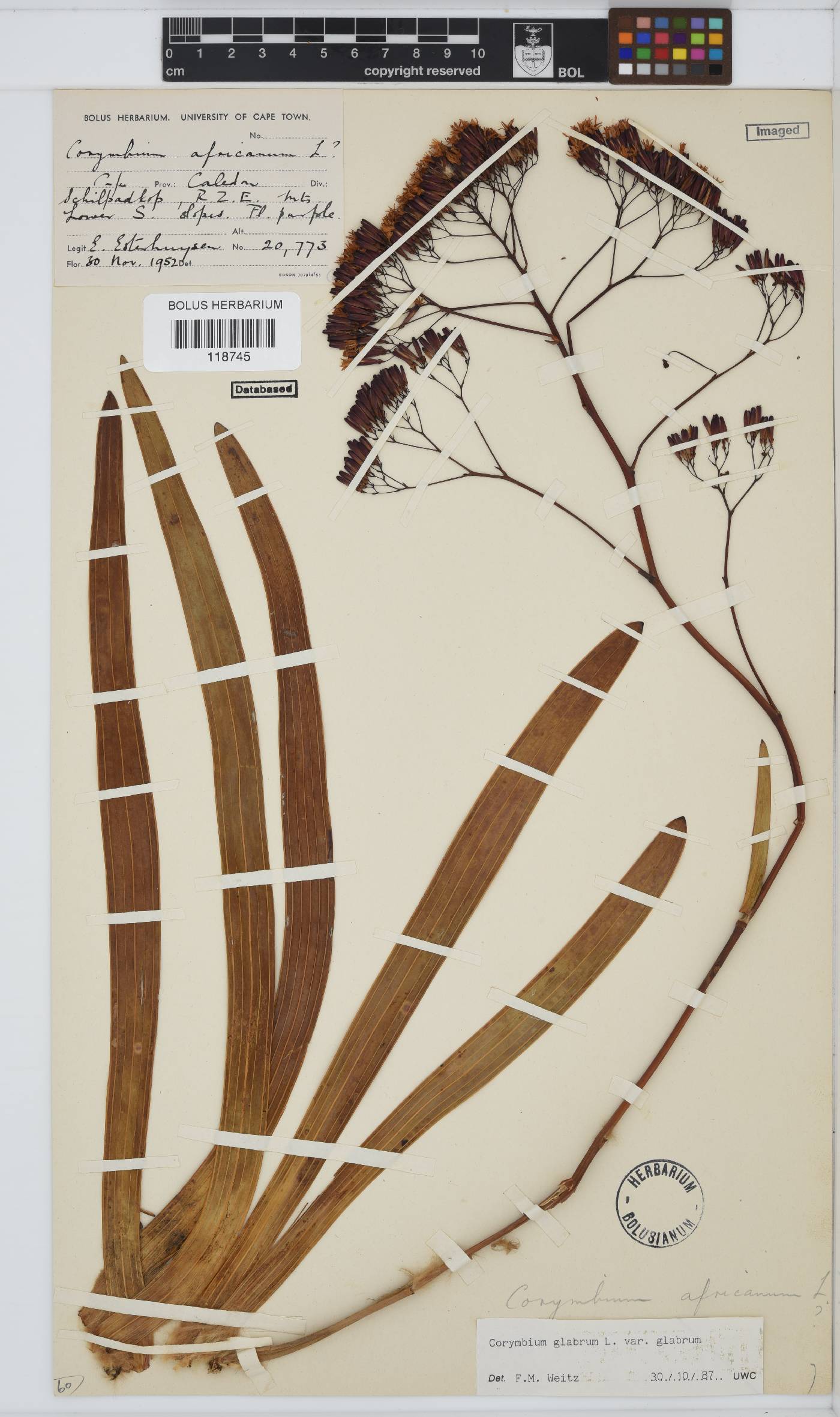 Corymbium glabrum image