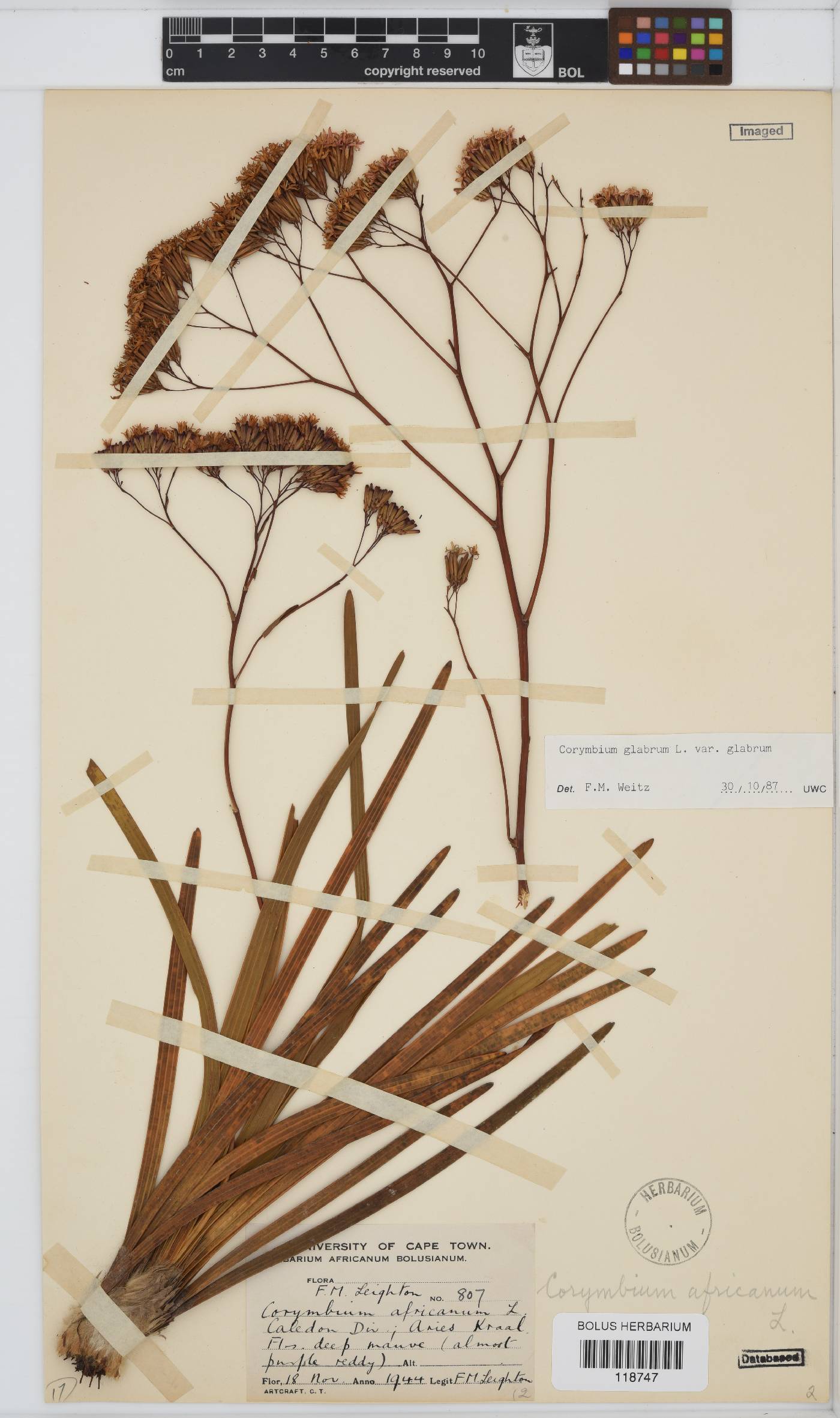 Corymbium glabrum var. glabrum image
