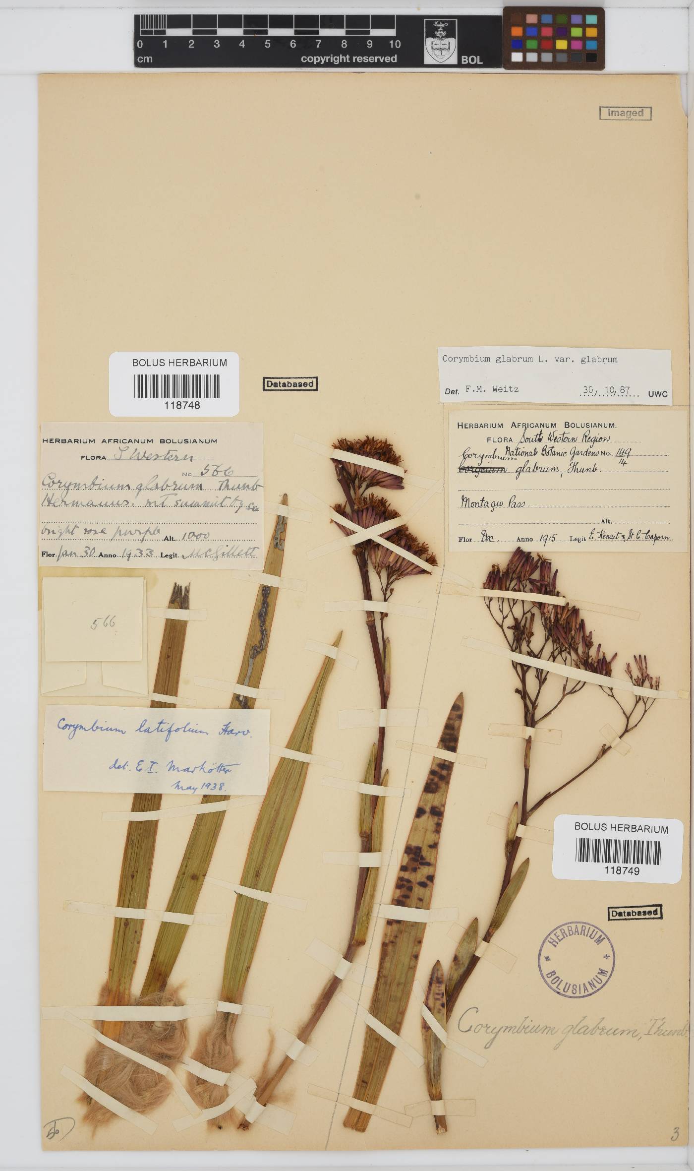 Corymbium glabrum var. glabrum image