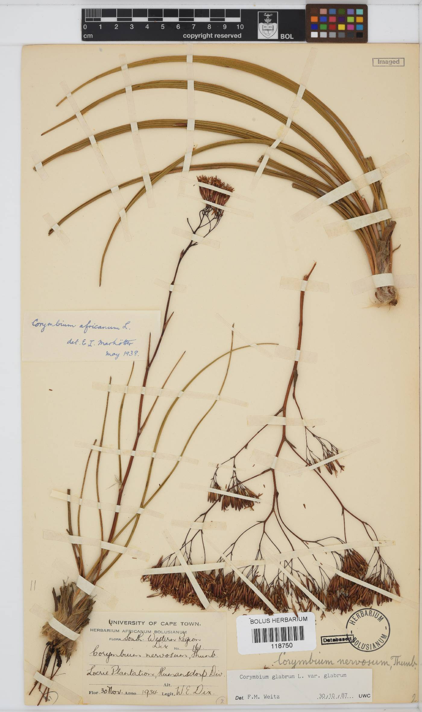Corymbium glabrum image