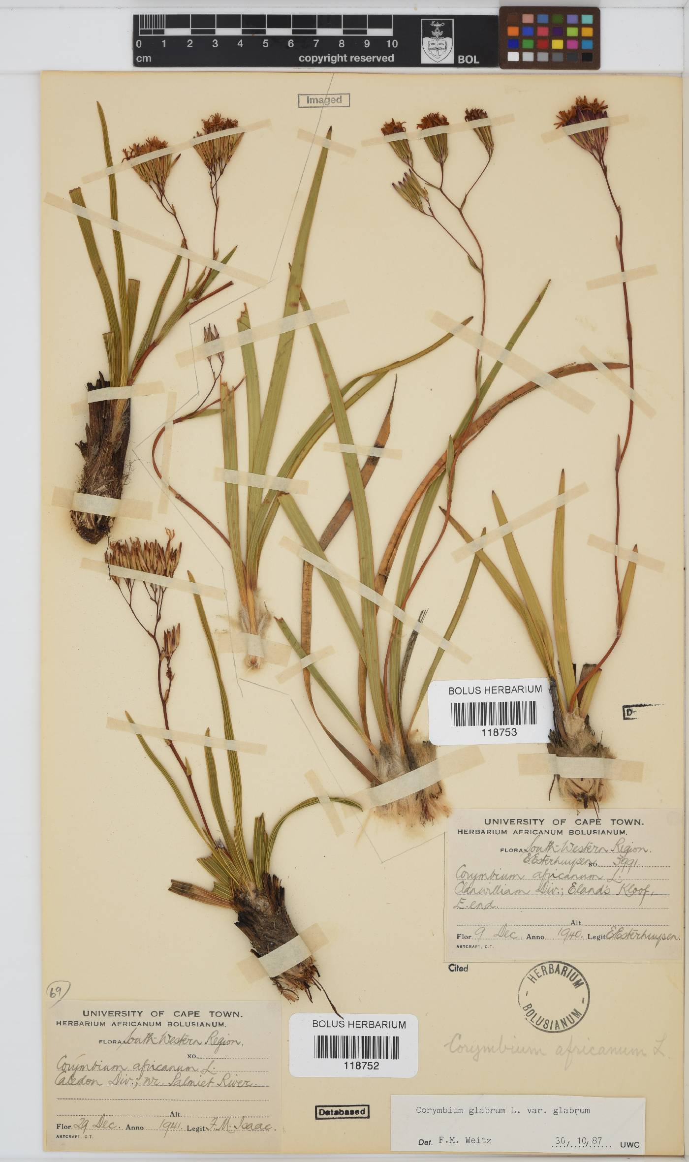 Corymbium glabrum var. glabrum image