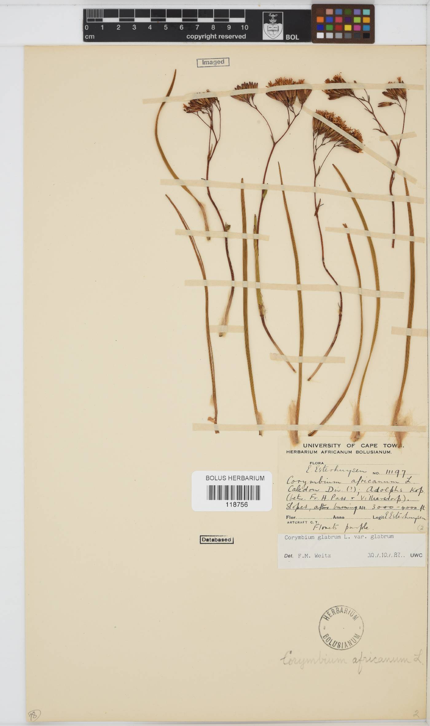 Corymbium glabrum var. glabrum image