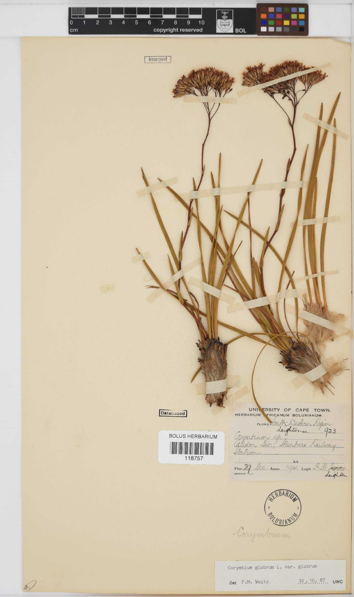Corymbium image