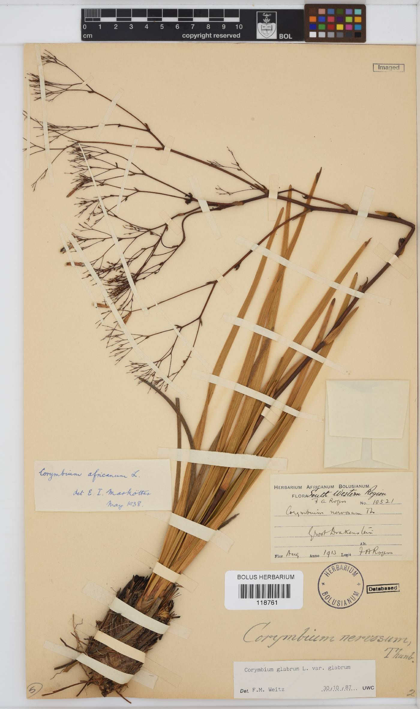Corymbium image