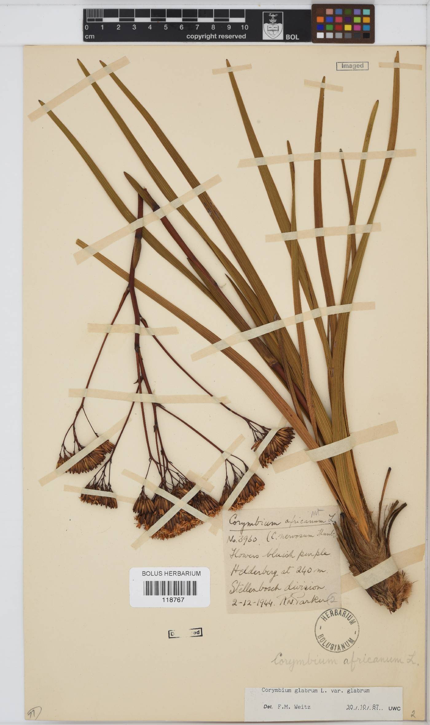 Corymbium image