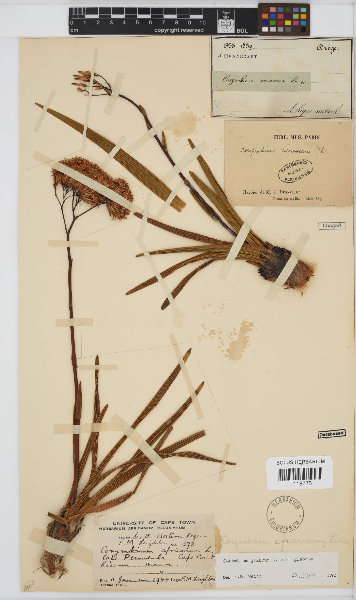 Corymbium glabrum var. glabrum image