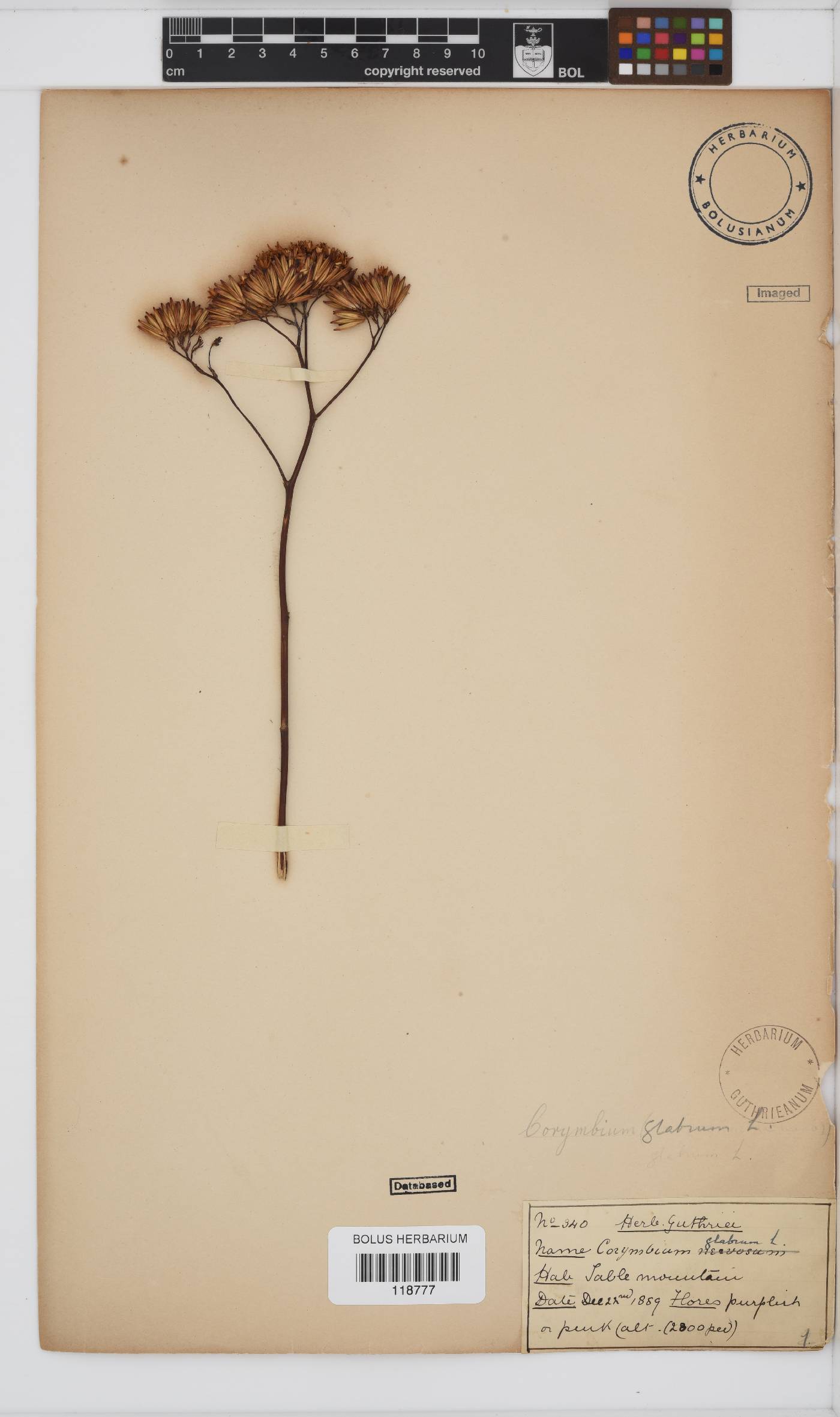 Corymbium glabrum image