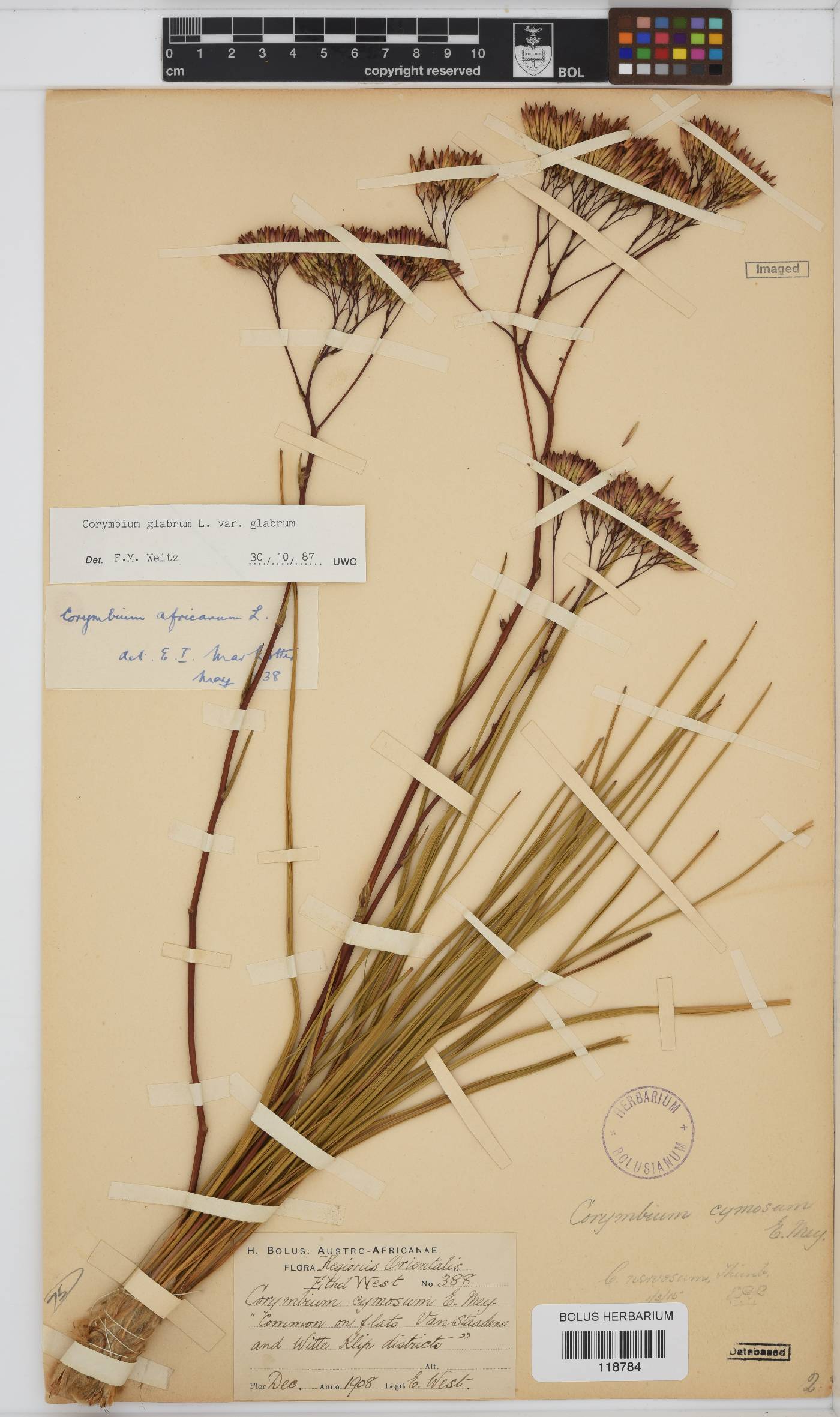 Corymbium glabrum var. glabrum image