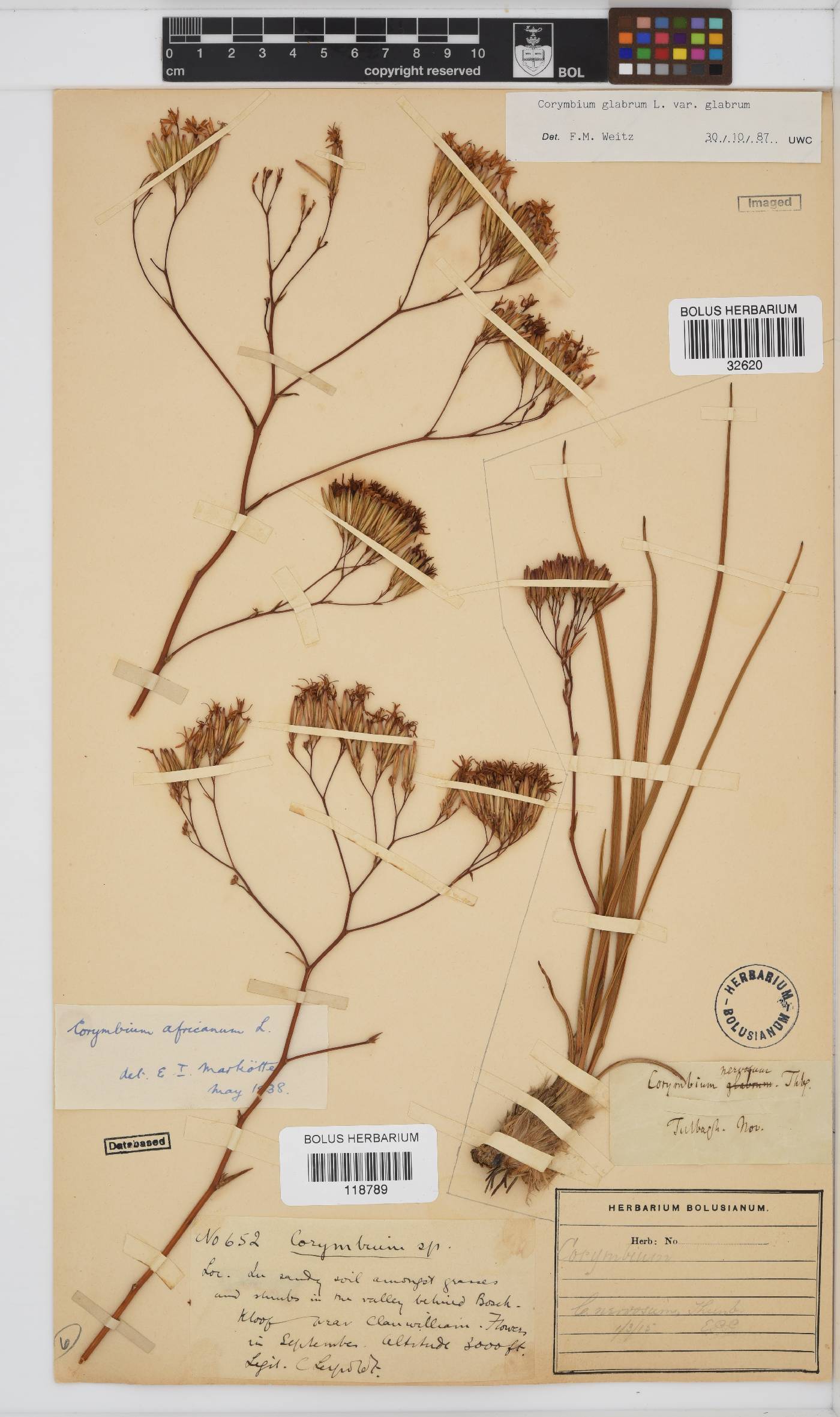 Corymbium glabrum var. glabrum image
