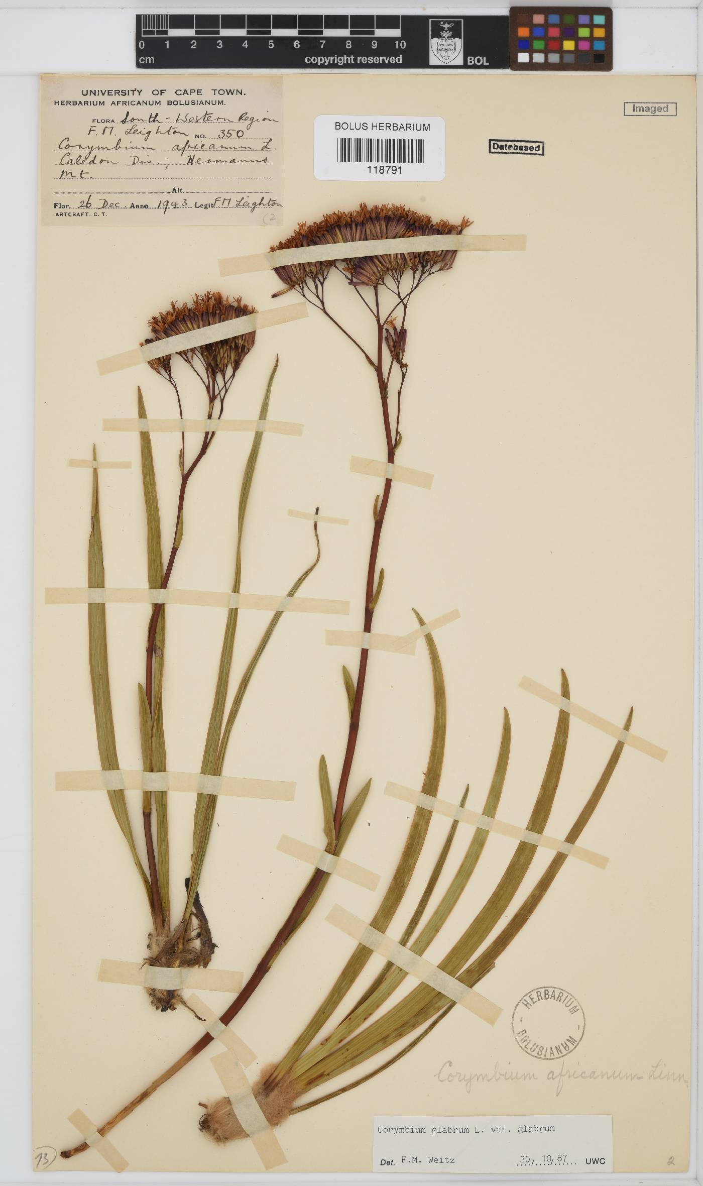 Corymbium glabrum image