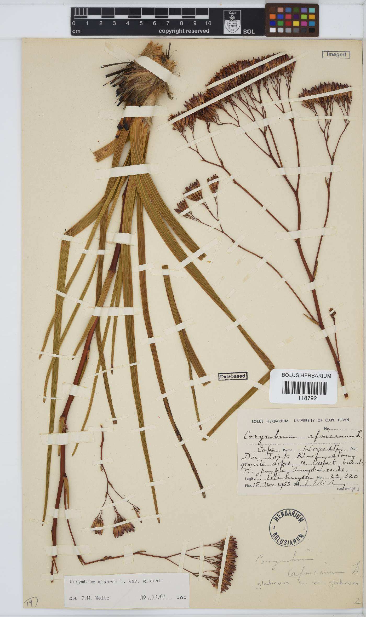 Corymbium glabrum var. glabrum image