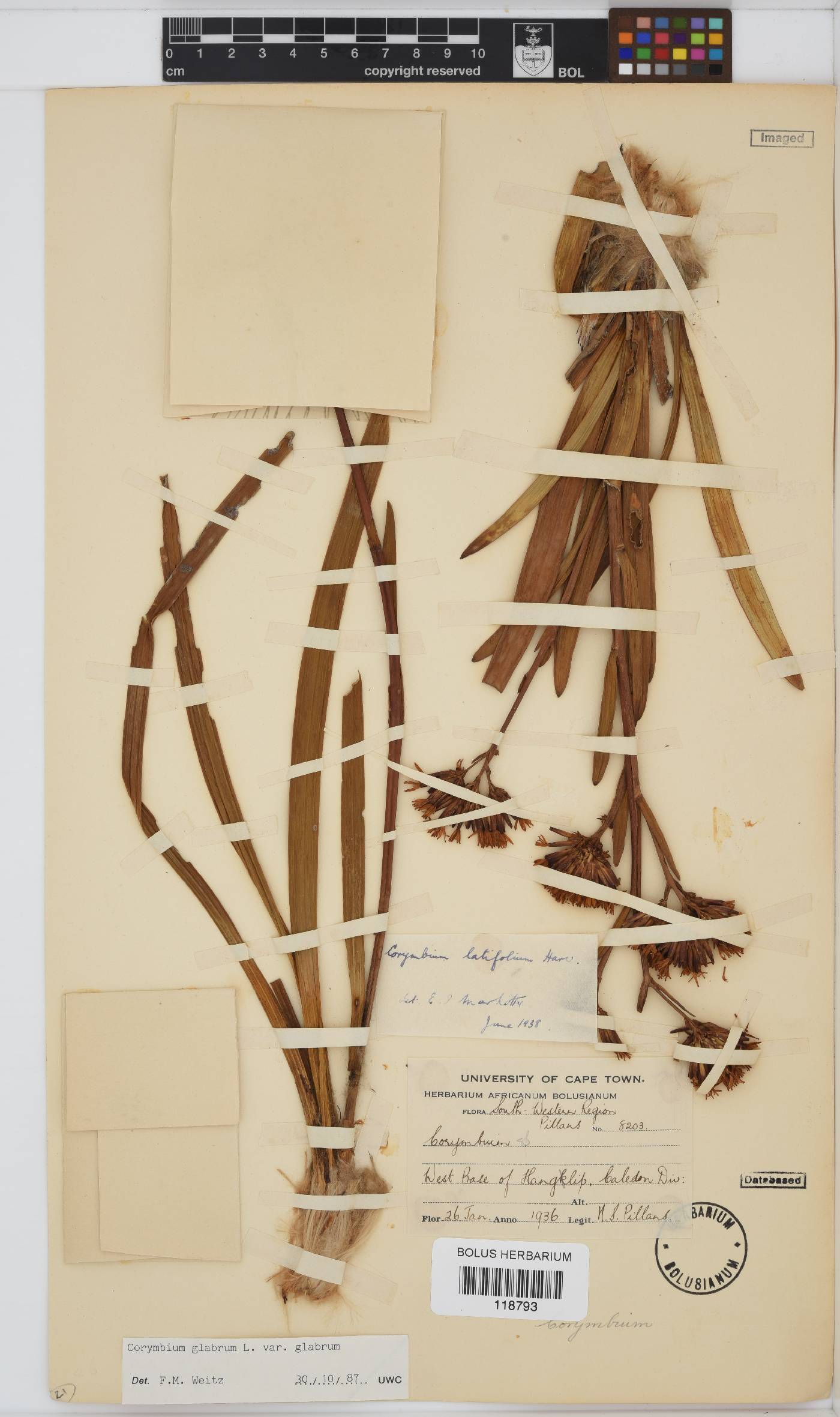 Corymbium glabrum var. glabrum image