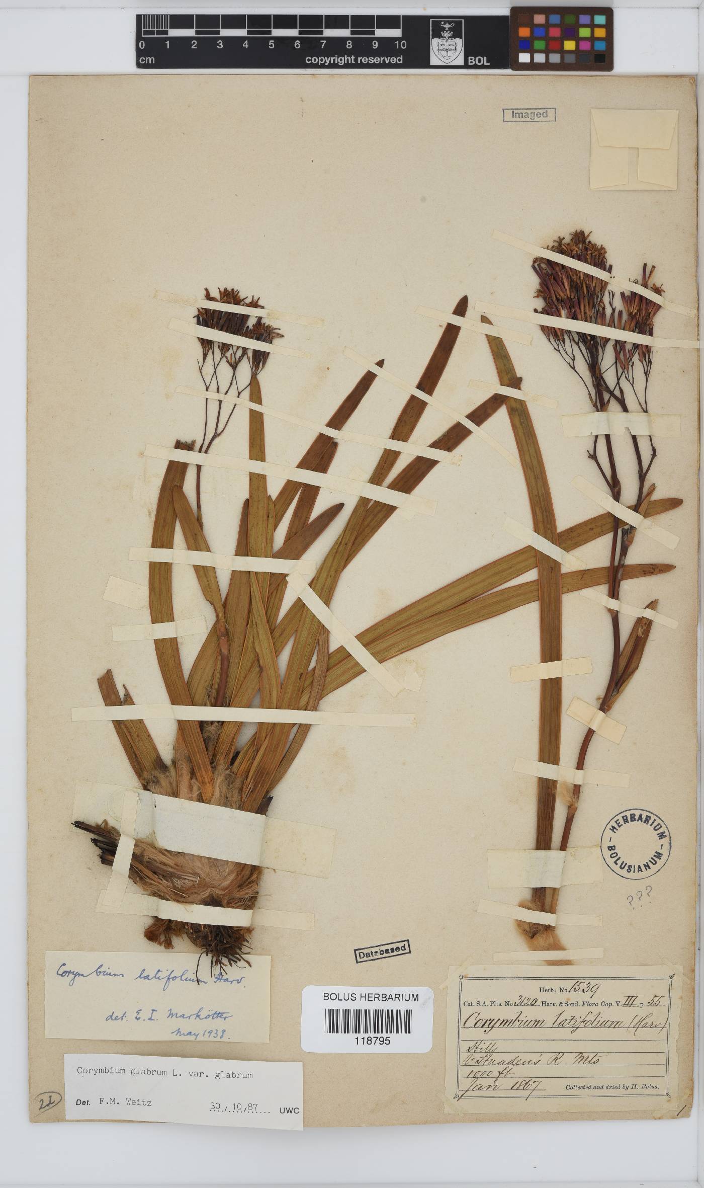 Corymbium glabrum var. glabrum image