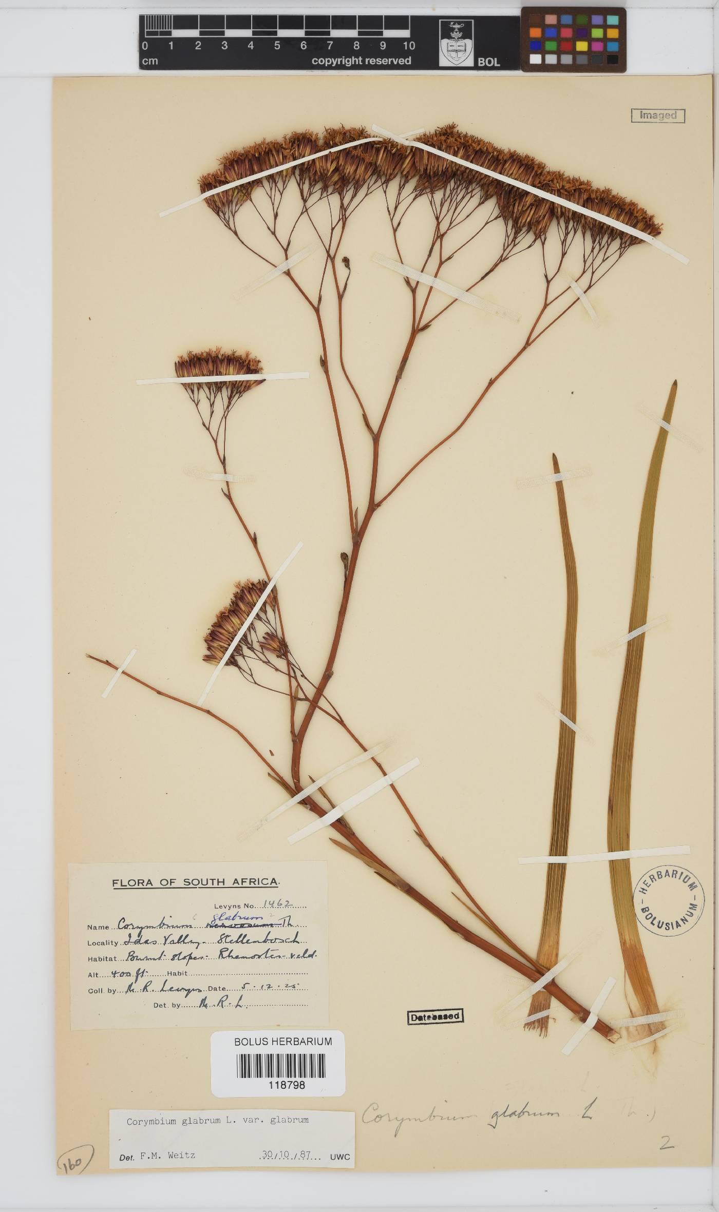 Corymbium glabrum image