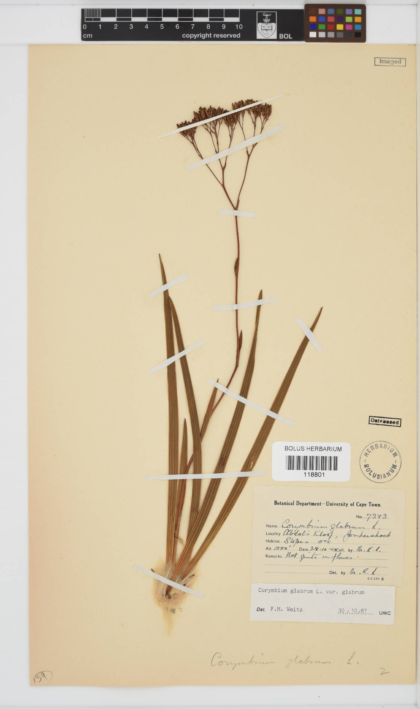 Corymbium glabrum image