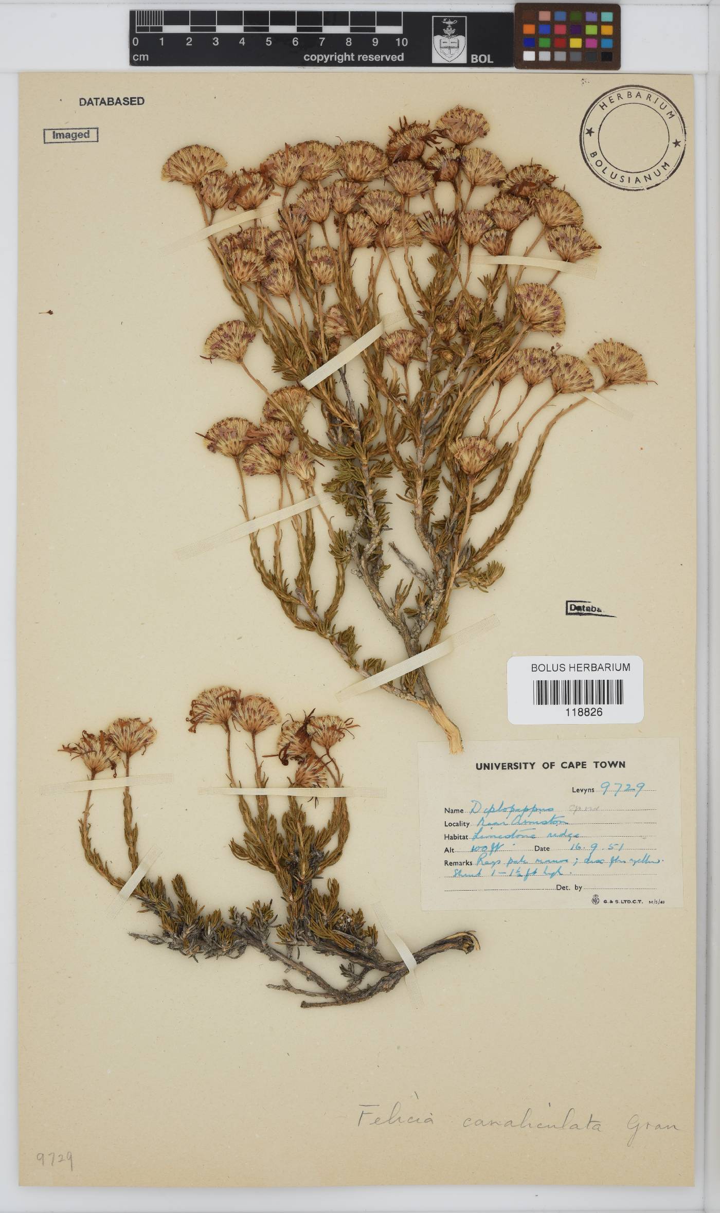 Felicia canaliculata image
