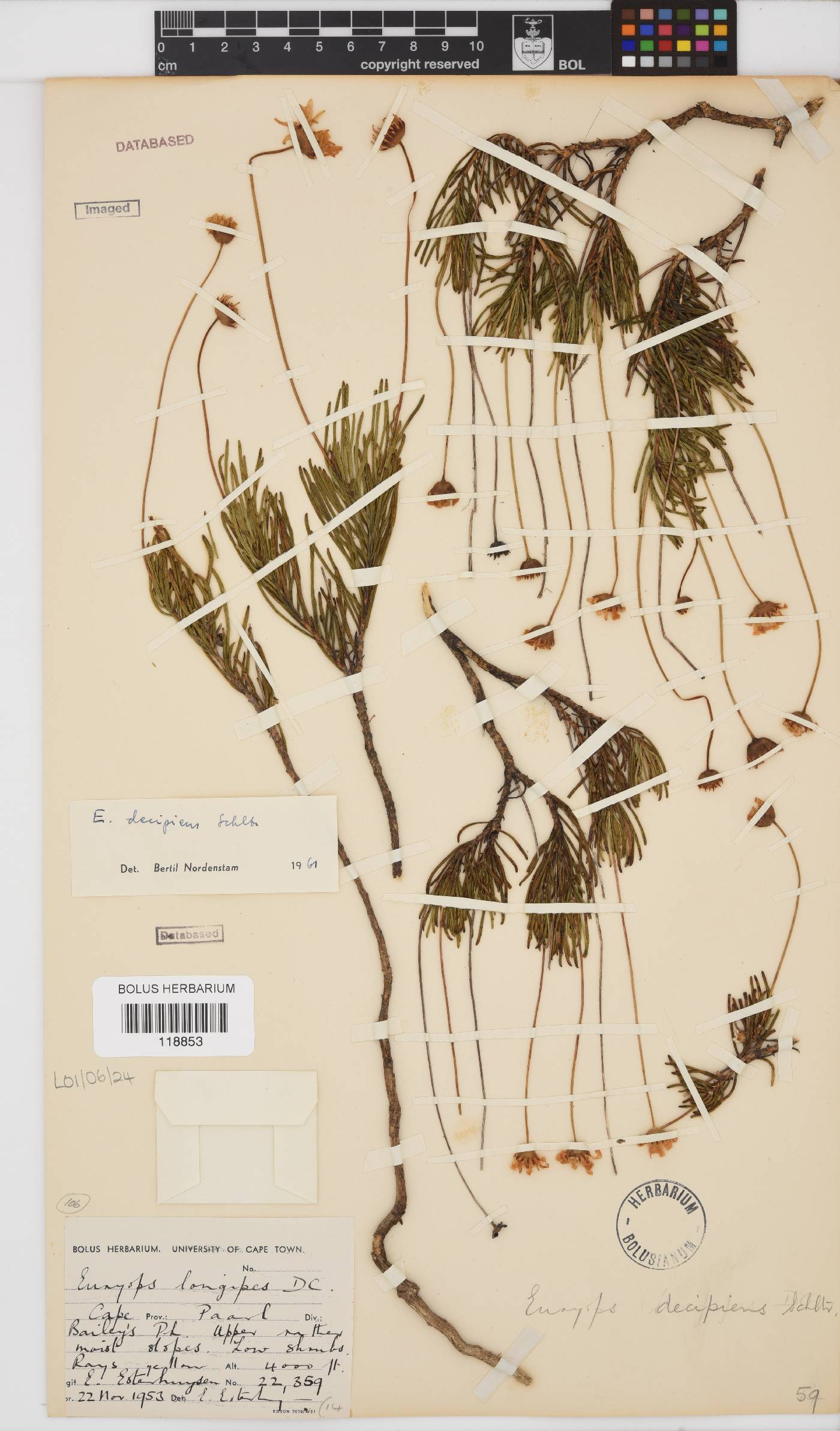 Euryops decipiens image