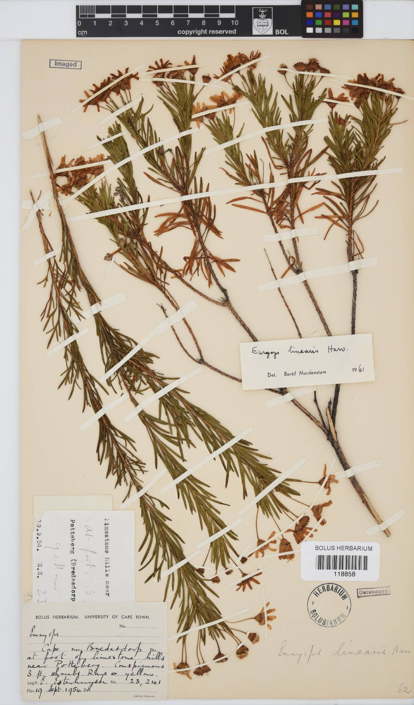 Euryops linearis image