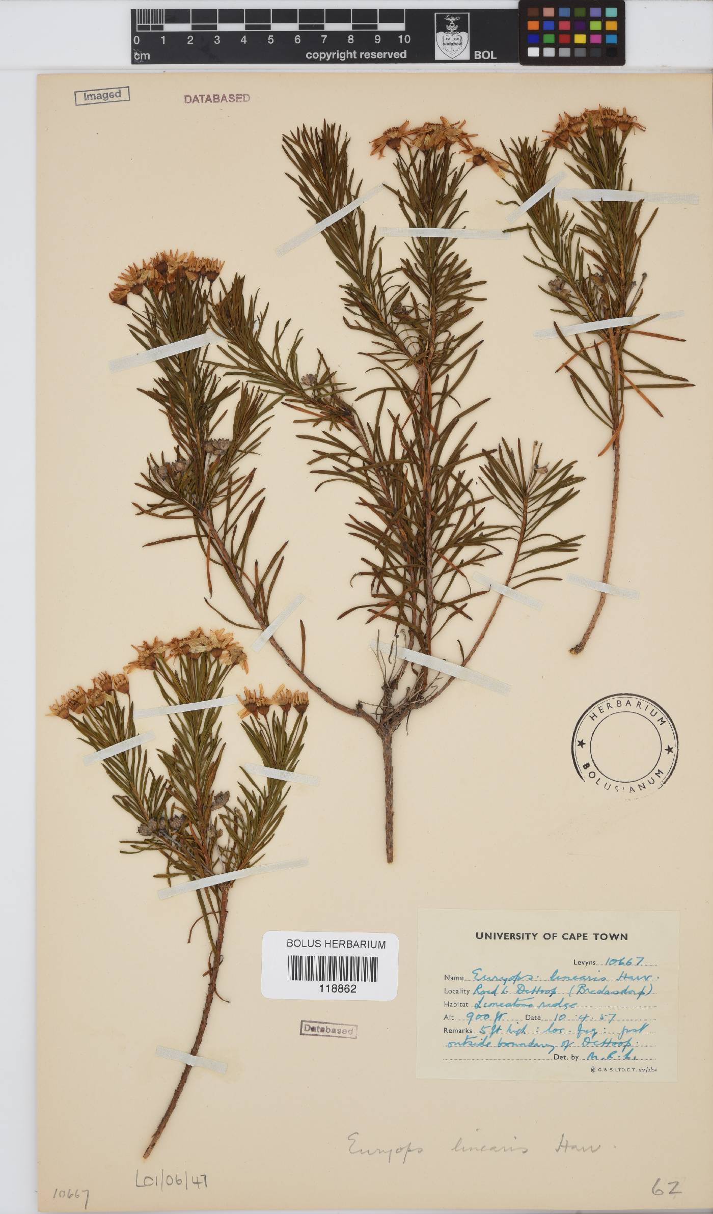 Euryops linearis image