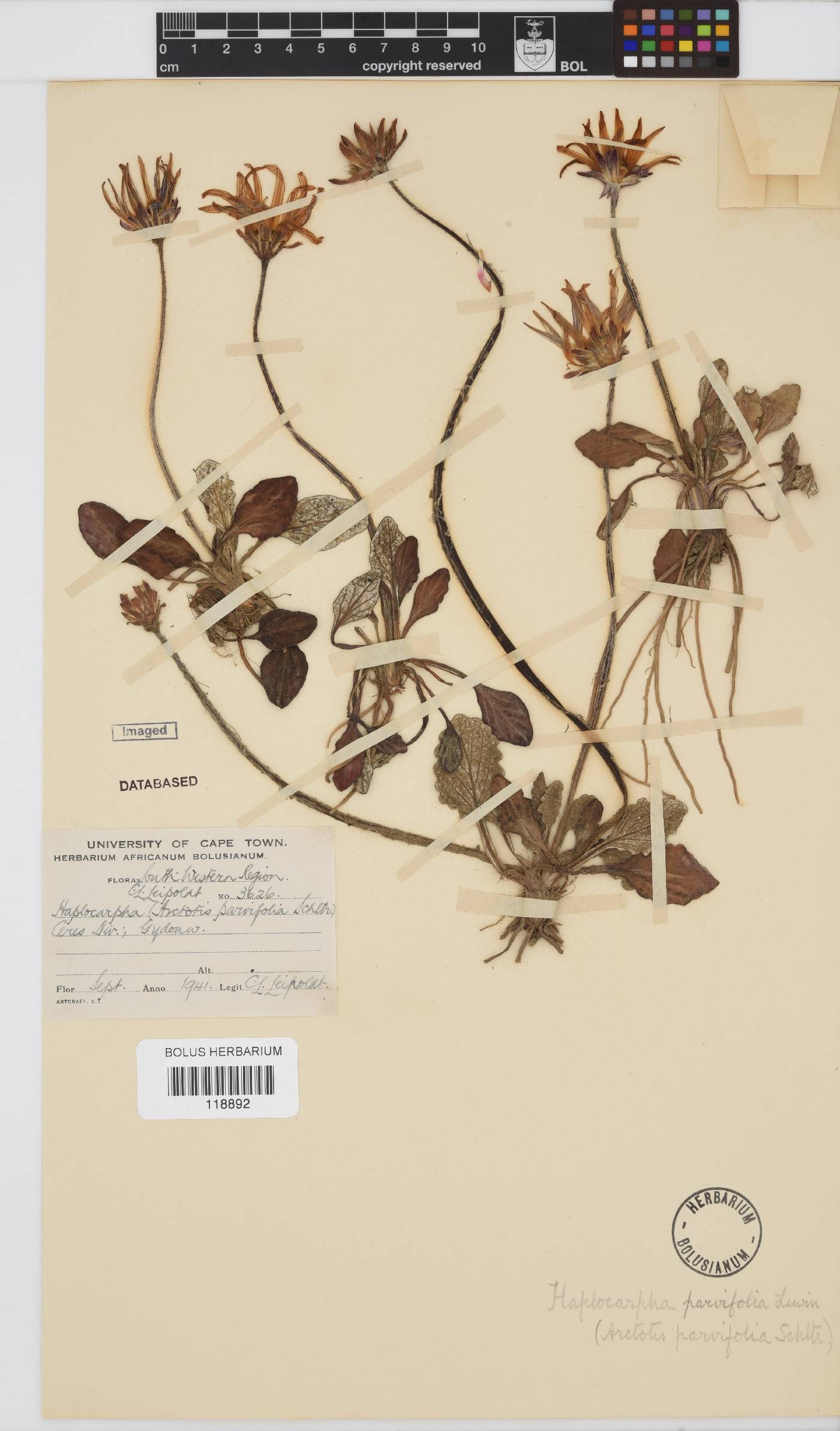 Haplocarpha parvifolia image