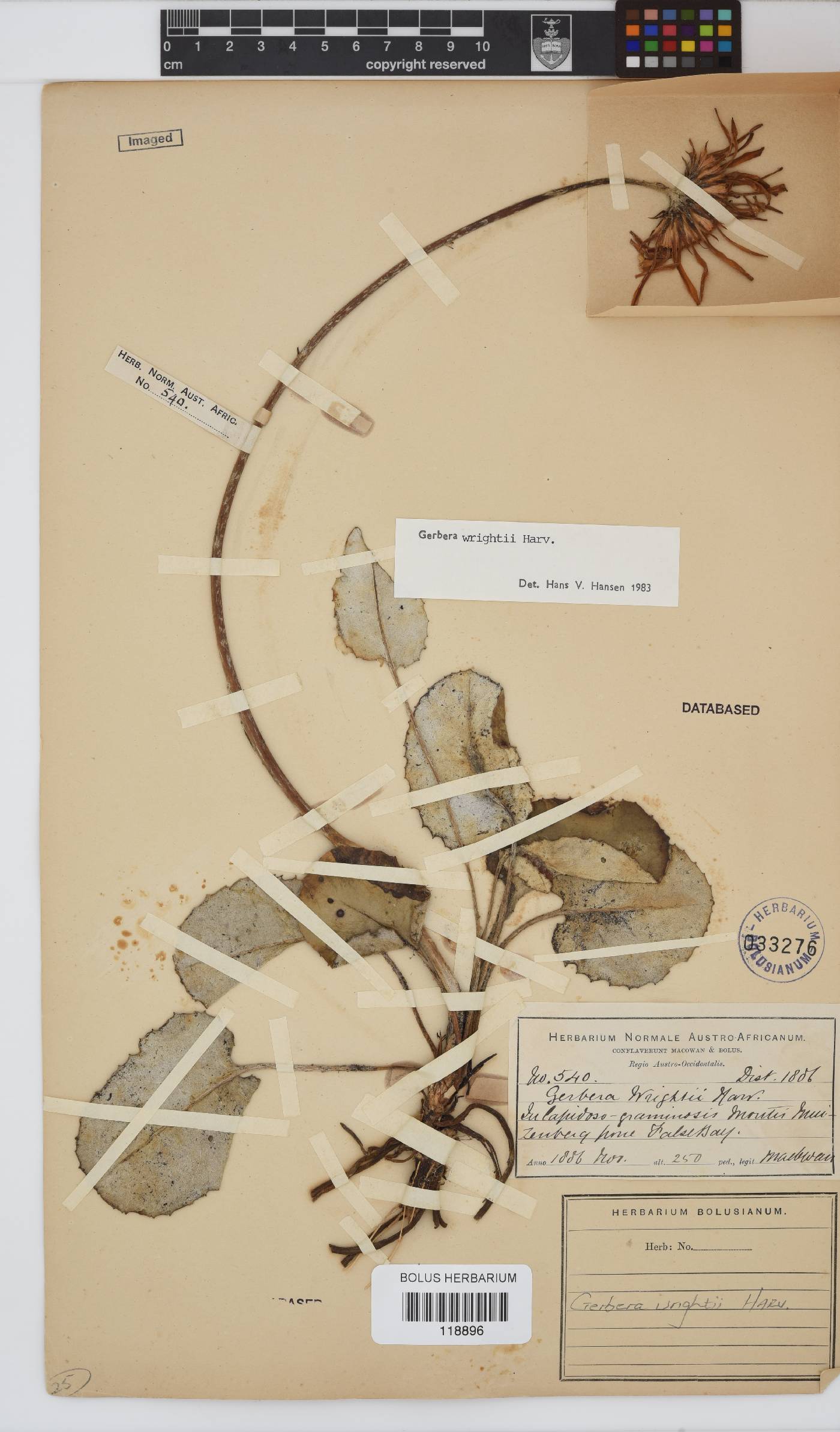 Gerbera wrightii image